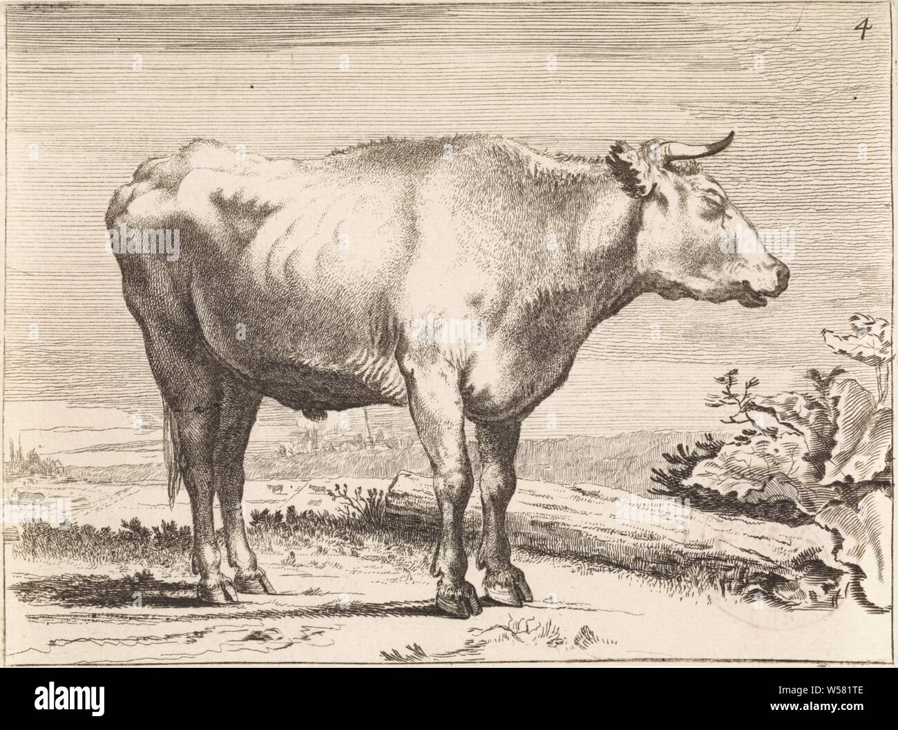 Standing ox, to the right Oxen and cows (series title), ox, Paulus Potter (rejected attribution), 1645 - 1706, paper, etching, h 106 mm × w 142 mm Stock Photo