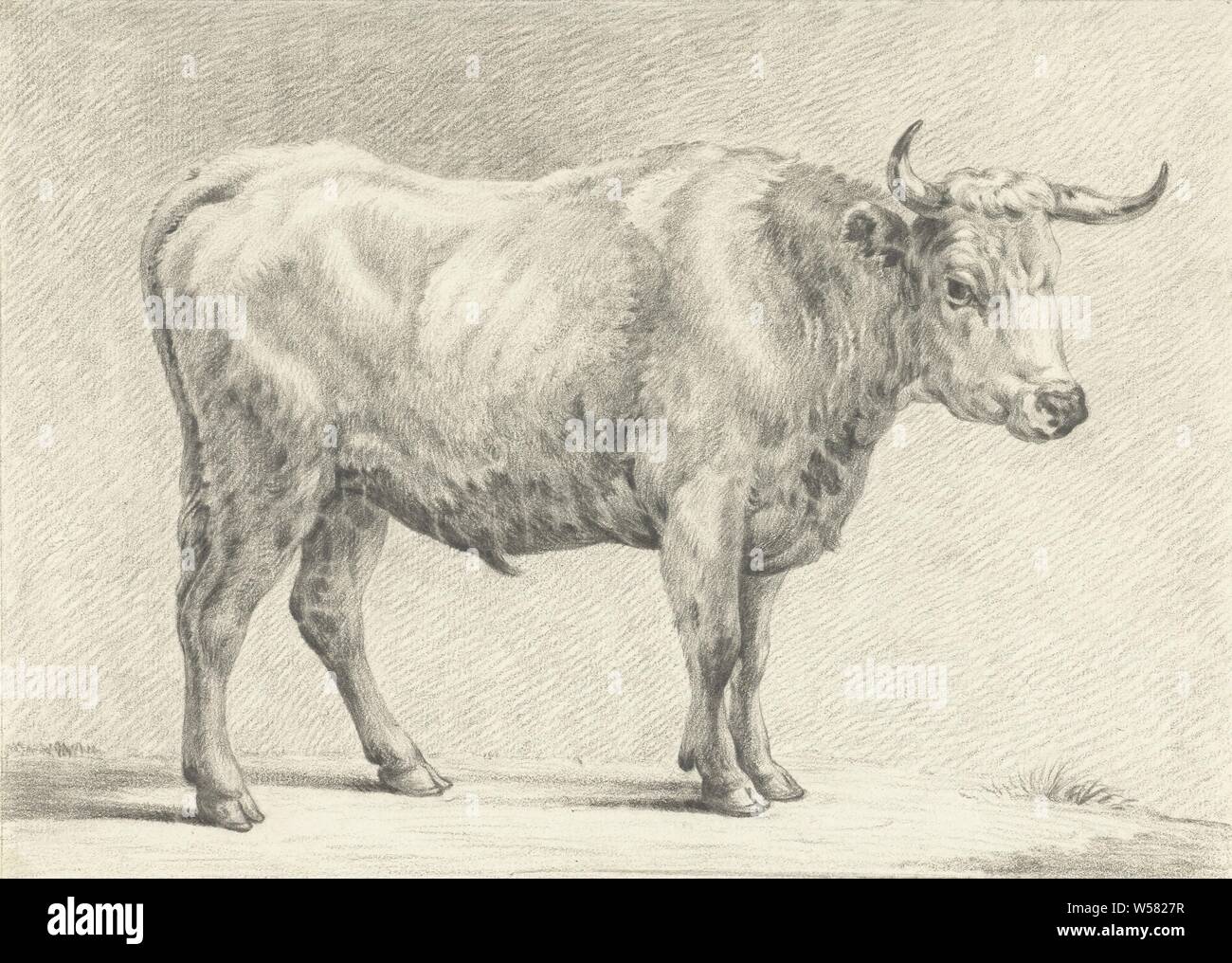 Standing bull, right, bull, Jean Bernard, 1775 - 1833, paper, pencil,  chalk, h 196 mm × w 273 mm Stock Photo - Alamy