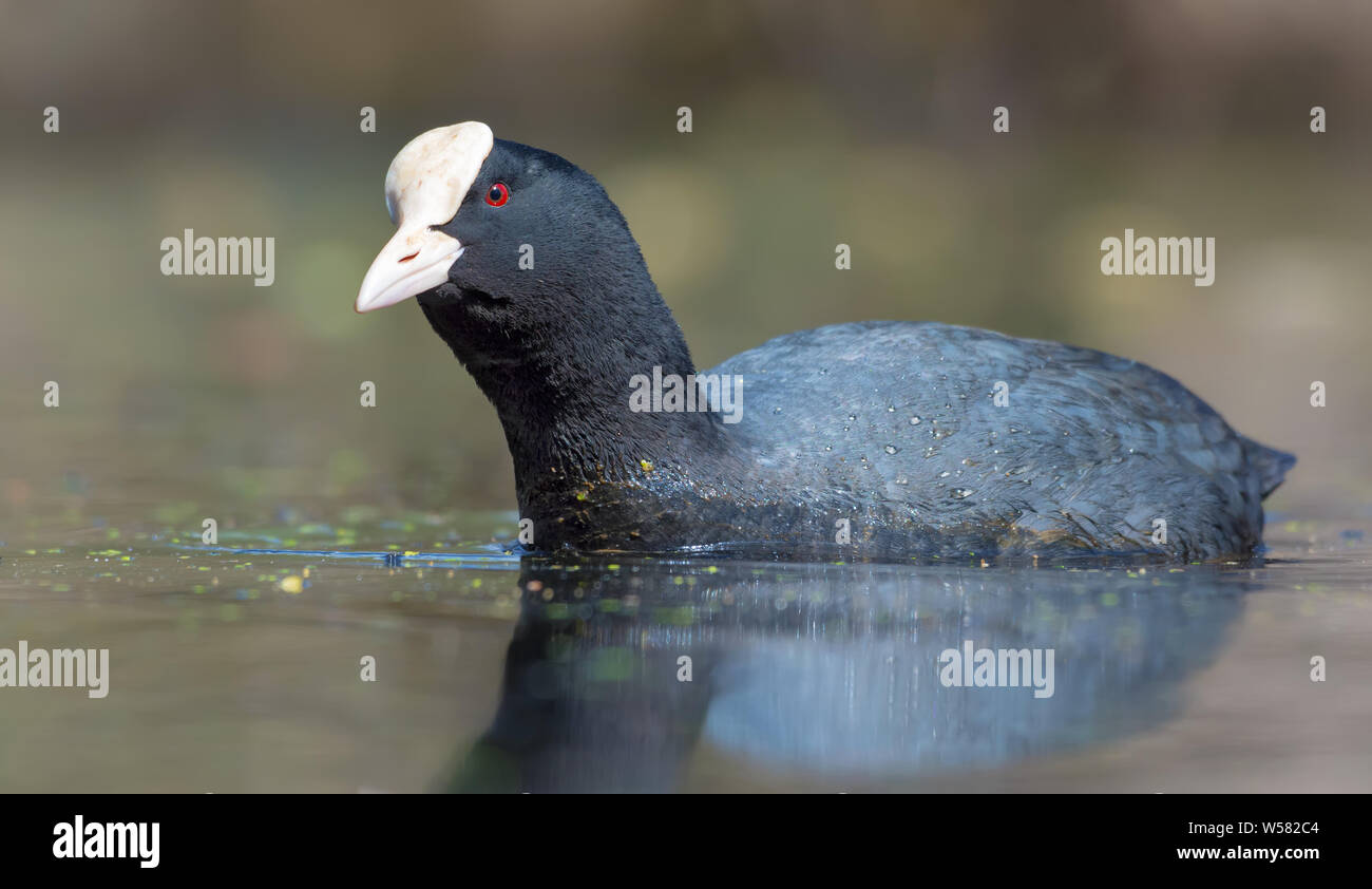 Male Eurasian Coot floats with curious look in spring colored waters of clean forest lake Stock Photo