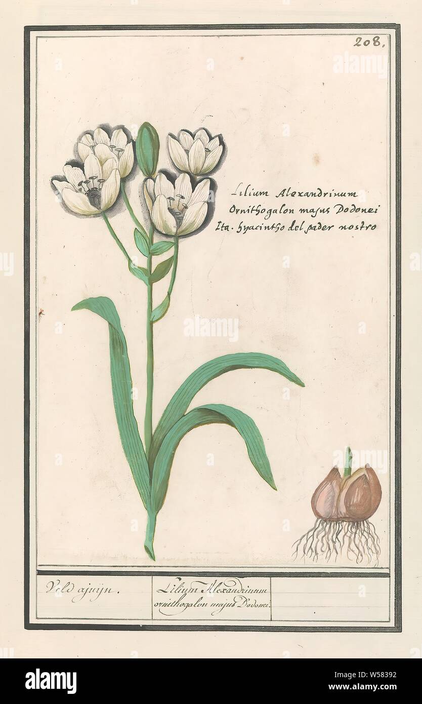 Bird milk (Ornithogalum arabicum) Ajuijn field. / Lilium Alexandrinum ornithogalon majus Dodonei. / (title on object), Bird's milk, right the sphere. Numbered top right: 208. Right the Latin and Italian name. Part of the third album with drawings of flowers and plants. Tenth of twelve albums with drawings of animals, birds and plants known around 1600, commissioned by Emperor Rudolf II. With explanation in Dutch, Latin and French., Anselmus Boetius de Boodt, 1596 - 1610, paper, watercolor (paint), deck paint, chalk, ink, pen, h 241 mm × w 160 mm Stock Photo