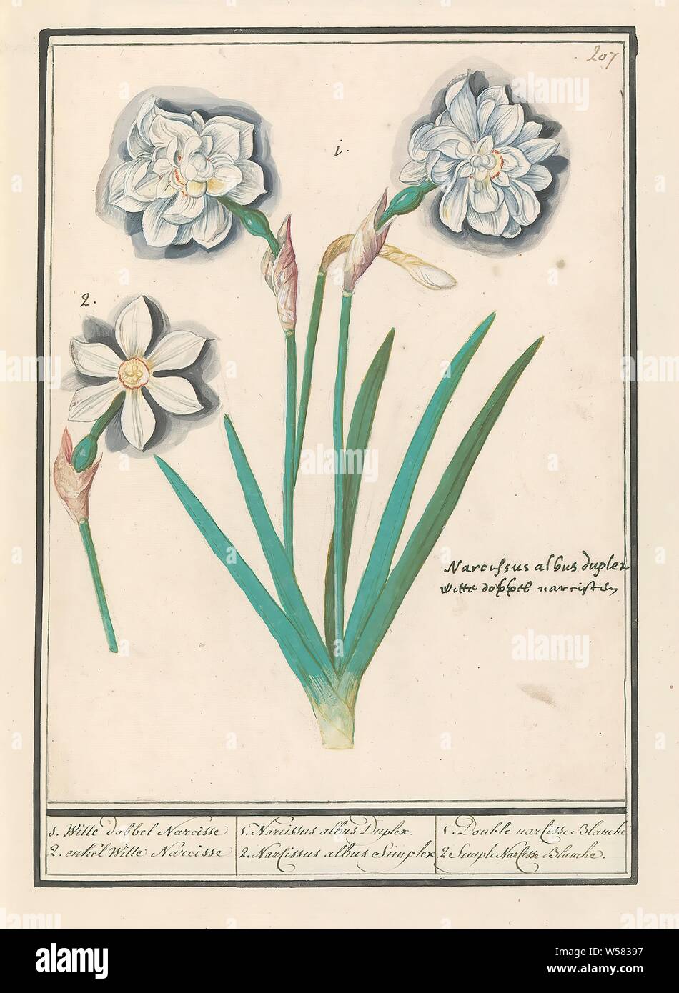 Double narcisse blanche 2 hires stock photography and images Alamy