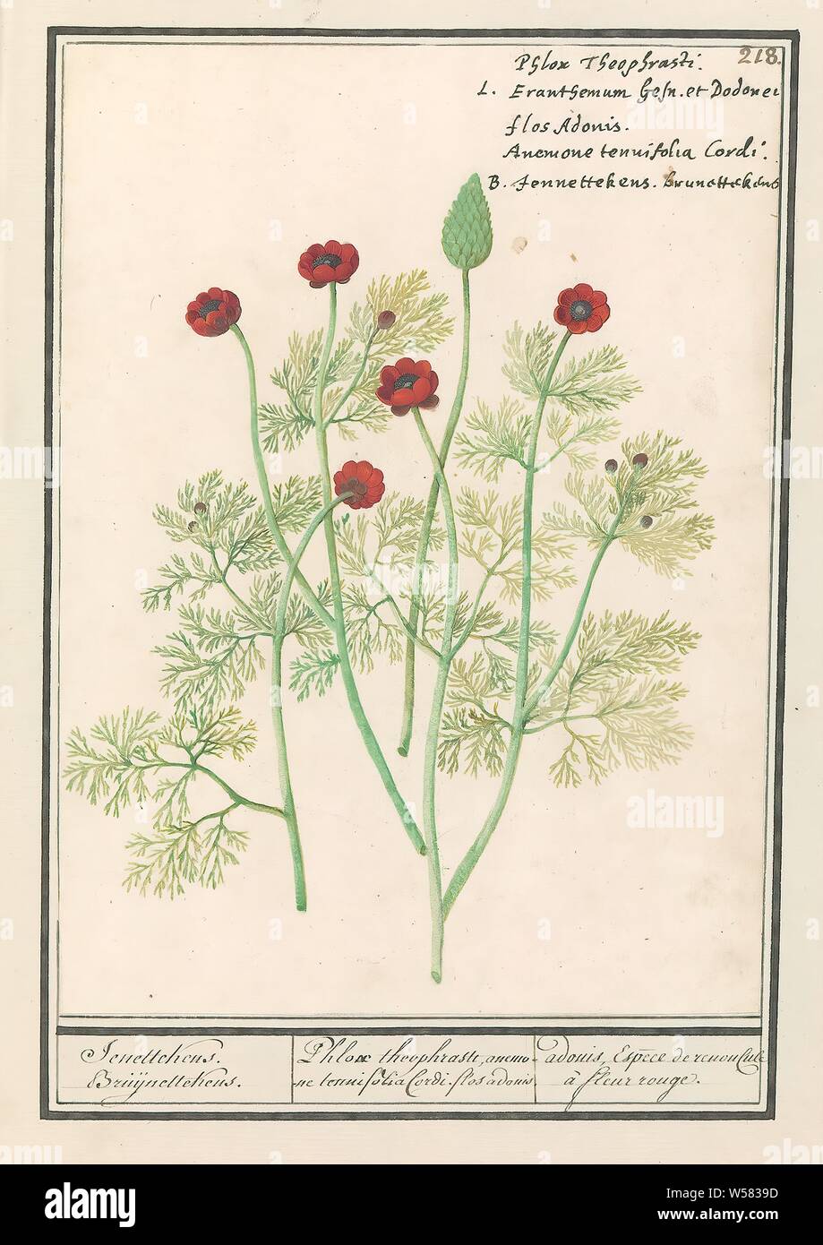 Renoncule Stock Photos Renoncule Stock Images Alamy