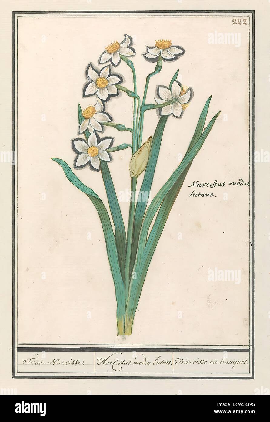 Trosnarcis (Narcissus) Spray narcissus. / Narcissus mid-lutens. / Narcisse  and bouquet. (title on object), Trosnarcis. Numbered top right: 222. Right  the Latin name. Part of the third album with drawings of flowers