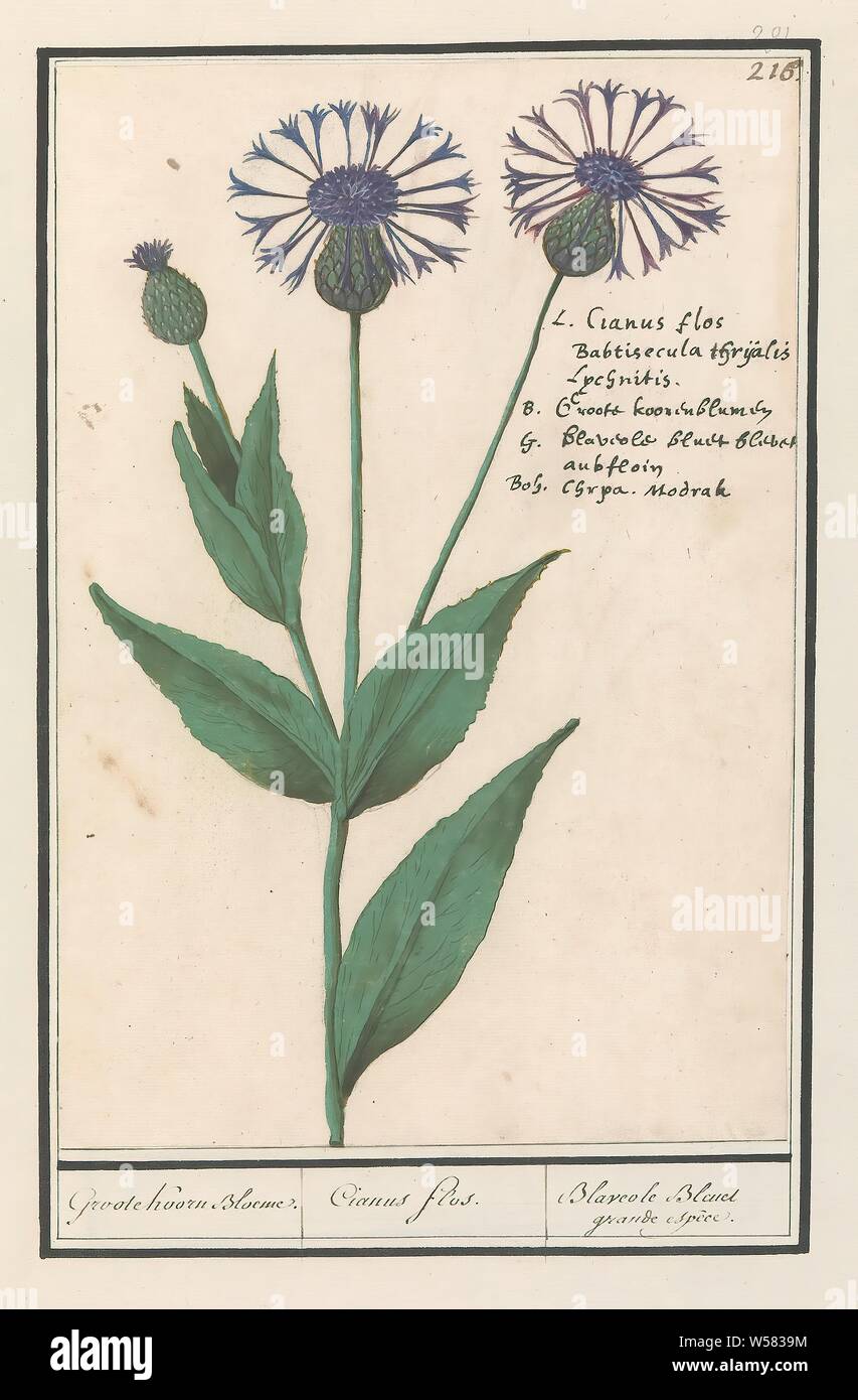 Greater centauria (Centaurea scabiosa) Groote Koorn Bloeme. / Cianus flos. / Blaveole Bland grande espèc. (title on object), Large centauria. Numbered top right: 216. Top right the name in four languages. Part of the third album with drawings of flowers and plants. Tenth of twelve albums with drawings of animals, birds and plants known around 1600, commissioned by Emperor Rudolf II. With explanation in Dutch, Latin and French., Flowers: anemone, insects: beetle, Anselmus Boetius de Boodt, 1596 - 1610, paper, watercolor (paint), deck paint, chalk, ink, pen, h 255 mm × w 173 mm Stock Photo