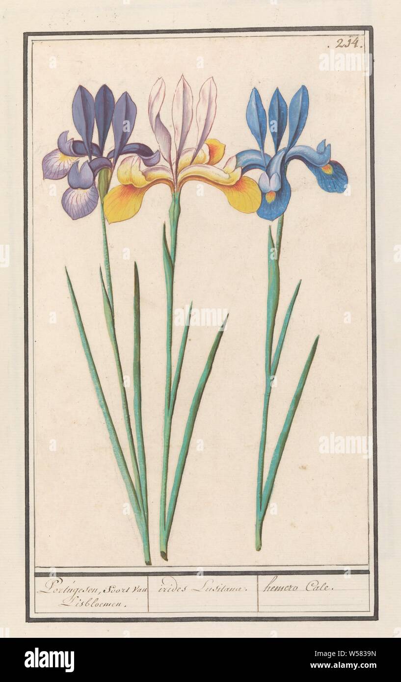 Iris (Iris sibirica) Portugesen, species of Iris flowers. / irides Lusitanae. / hemero Cale. (title on object), Three irises, purple, yellow and blue. Numbered top right: 214. Part of the third album with drawings of flowers and plants. Tenth of twelve albums with drawings of animals, birds and plants known around 1600, commissioned by Emperor Rudolf II. With explanations in Dutch, Latin and French., Flowers (with NAME), Anselmus Boetius de Boodt, 1596 - 1610, paper, watercolor (paint), deck paint, chalk, brush, h 255 mm × w 160 mm Stock Photo