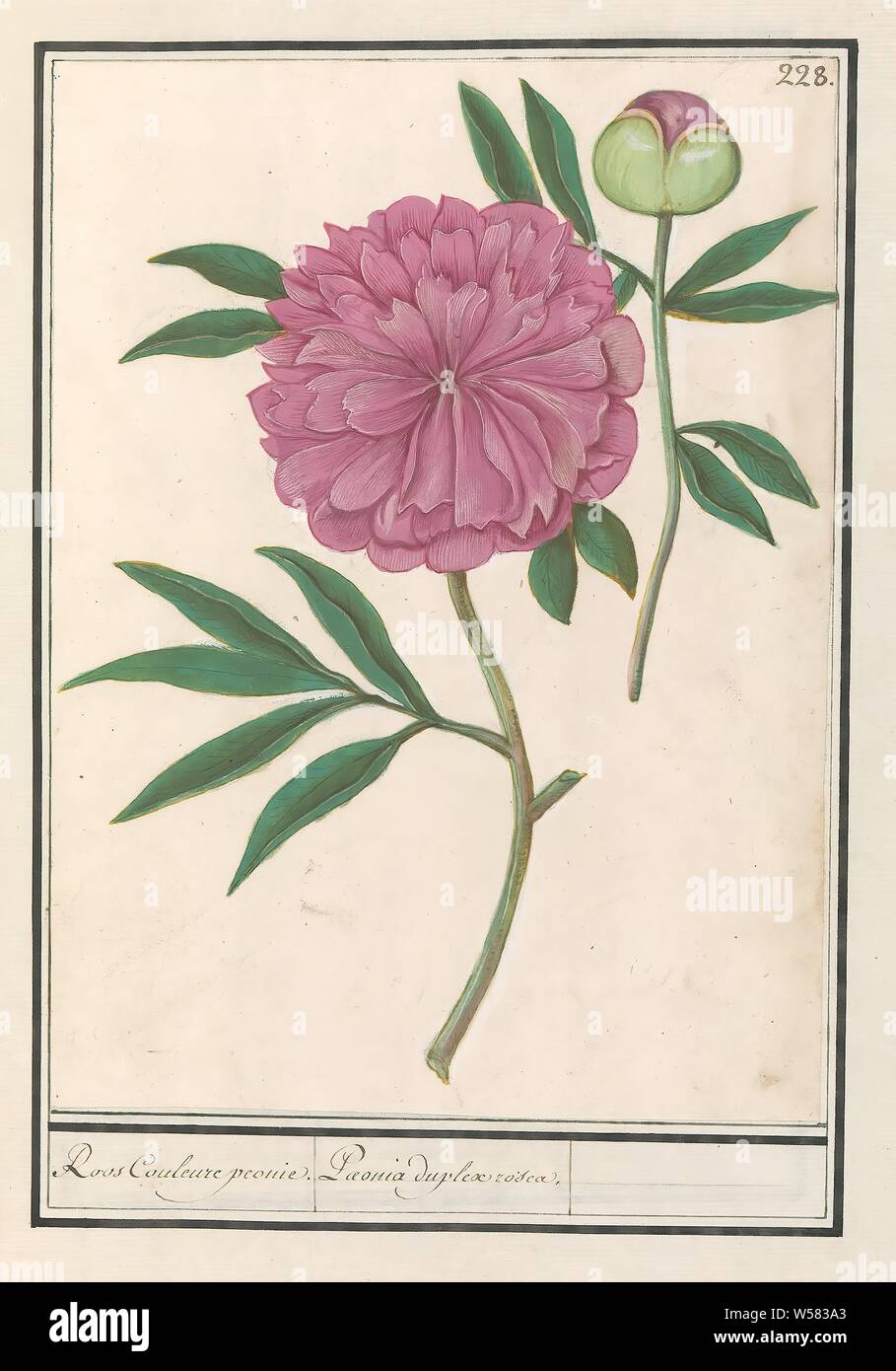 Peony (Paeonia) Rose Couleure Peonie. / Paeonia duplex rosea (title on object), Peony. Numbered top right: 228. Part of the third album with drawings of flowers and plants. Tenth of twelve albums with drawings of animals, birds and plants known around 1600, commissioned by Emperor Rudolf II. With explanations in Dutch, Latin and French., Anselmus Boetius de Boodt, 1596 - 1610, paper, watercolor (paint), deck paint, chalk, pen, h 255 mm × w 185 mm Stock Photo