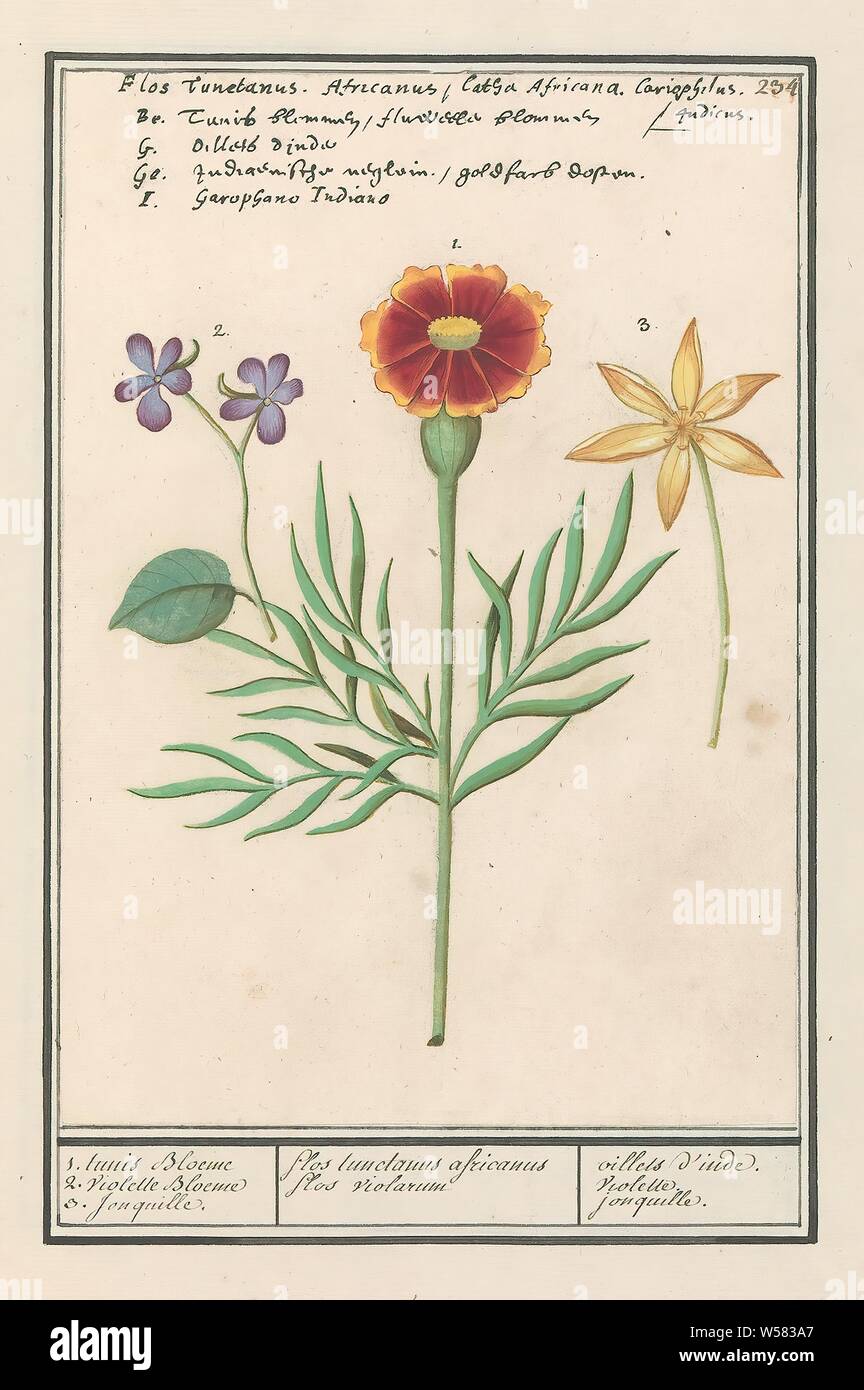 Tagetes, violet (viola) and narcissus (Narcissus) 1. tunis Bloeme 2 Violet Flower 3. Jonquil. / flos tunctanus africanus flos violarum / oillets d'inde. violet. jonquille (title on object), An africanant, two purple violets and a narcissus or bird's milk. Numbered top right: 234. At the top the name in five languages. Part of the third album with drawings of flowers and plants. Tenth of twelve albums with drawings of animals, birds and plants known around 1600, commissioned by Emperor Rudolf II. With explanations in Dutch, Latin and French., Flowers (with NAME), flowers: violet, flowers Stock Photo