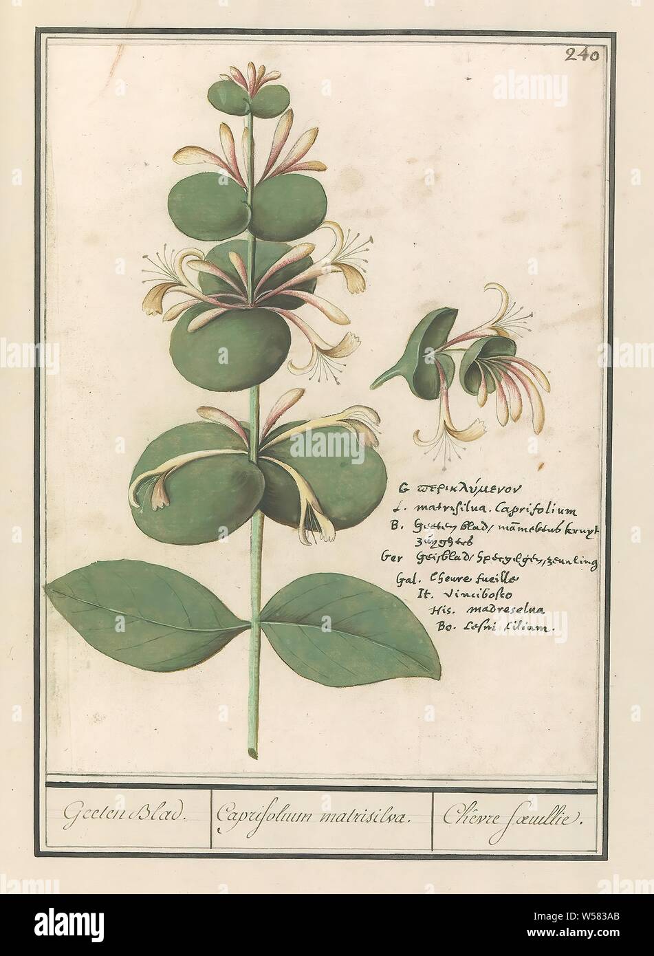 Regular honeysuckle (Lonicera caprifolium) Geelen Blad. / Caprifolium matrisilva. / Chêvre foeuillie. (title on object), Garden honeysuckle or regular honeysuckle. Numbered top right: 240. Right the name in eight languages. Part of the third album with drawings of flowers and plants. Tenth of twelve albums with drawings of animals, birds and plants known around 1600, commissioned by Emperor Rudolf II. With explanation in Dutch, Latin and French., Flowers (with NAME), Anselmus Boetius de Boodt, 1596 - 1610, paper, watercolor (paint), deck paint, chalk, ink, pen, h 244 mm × w 184 mm Stock Photo