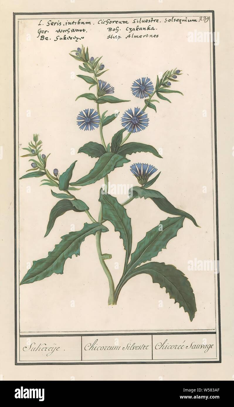 Wild chicory (Cichorium intybus) Sukereije. / Chicoreum Silvestre / Chicorée Sauvage (title on object), Wild chicory or roadman. Numbered top right: 239. At the top the names in five languages. Part of the third album with drawings of flowers and plants. Tenth of twelve albums with drawings of animals, birds and plants known around 1600, commissioned by Emperor Rudolf II. With explanations in Dutch, Latin and French., Anselmus Boetius de Boodt, 1596 - 1610, paper, watercolor (paint), deck paint, chalk, ink, pen, h 270 mm × w 167 mm Stock Photo