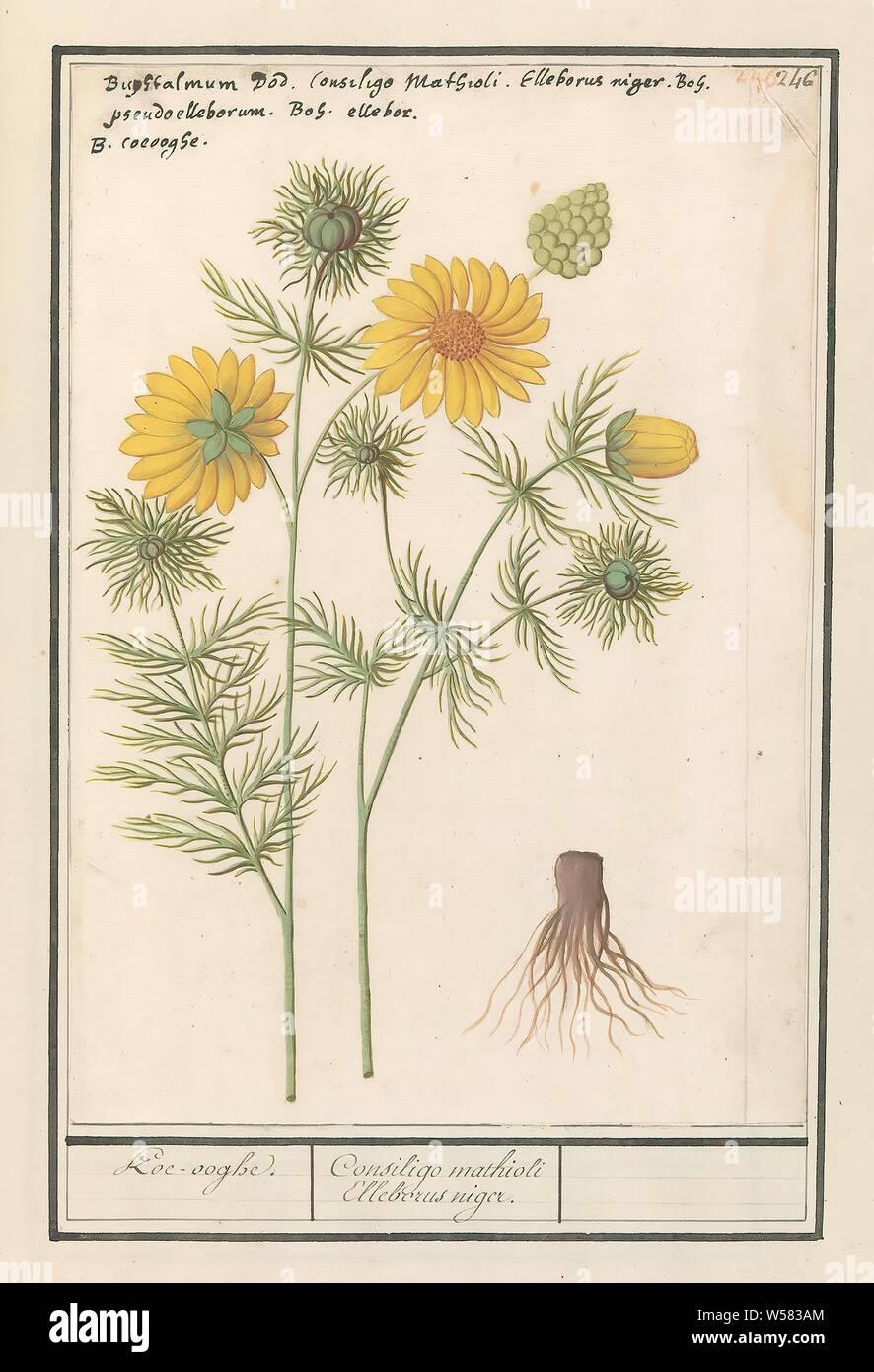Spring Adonis (Adonis vernalis) Cow-eye. / Consiligo mathioli Elleborus niger. (title on object), Spring Adonis. Numbered top right: 246. Top left the name in Latin and Dutch. Part of the third album with drawings of flowers and plants. Tenth of twelve albums with drawings of animals, birds and plants known around 1600, commissioned by Emperor Rudolf II. With explanations in Dutch, Latin and French., Anselmus Boetius de Boodt, 1596 - 1610, paper, watercolor (paint), deck paint, chalk, ink, pen, h 264 mm × w 184 mm Stock Photo