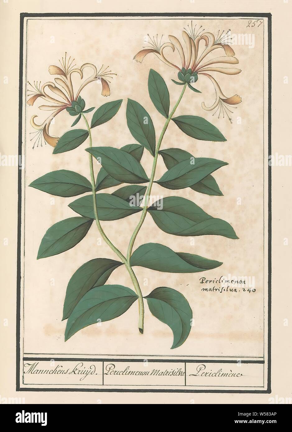 Garden honeysuckle or ordinary honeysuckle (Lonicera caprifolium) Mannekens Kruijd. / Periclimenon Matrisilva / Periclimène (title on object), Honeysuckle. Numbered top right: 257. Below the Latin name. Part of the third album with drawings of flowers and plants. Tenth of twelve albums with drawings of animals, birds and plants known around 1600, commissioned by Emperor Rudolf II. With explanations in Dutch, Latin and French., Flowers (with NAME), Anselmus Boetius de Boodt, 1596 - 1610, paper, watercolor (paint), deck paint, chalk, ink, pen, h 242 mm × w 172 mm Stock Photo