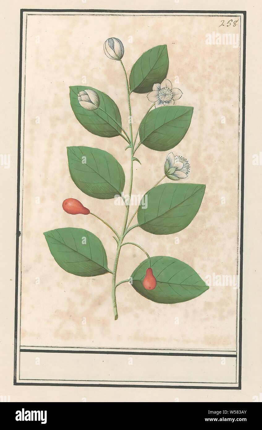 Myrtle family (Myrtaceae), Myrtle (probably). Unknown plant with white flowers and red pear-shaped berries. Numbered top right: 258. Part of the third album with drawings of flowers and plants. Tenth of twelve albums with drawings of animals, birds and plants known around 1600, commissioned by Emperor Rudolf II. With explanations in Dutch, Latin and French, Anselmus Boetius de Boodt, 1596 - 1610, paper, watercolor (paint), deck paint, chalk, ink, pen, h 235 mm × w 151 mm Stock Photo