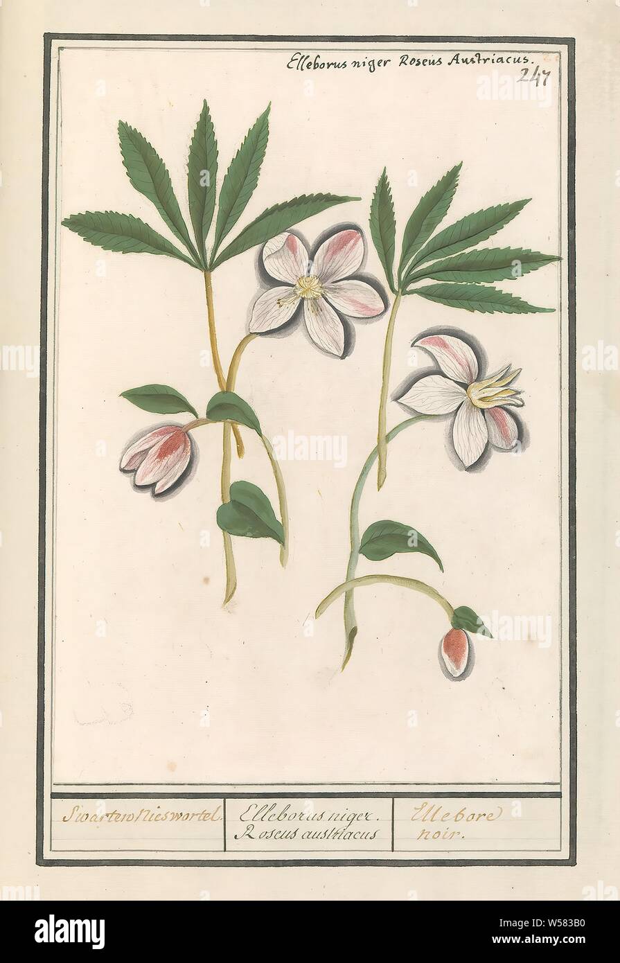 Christmas rose (Helleborus niger) Swarten sneeze root. / Elleborus niger. Roseus austriacus / Ellebore noir. (title on object), Christmas rose (Helleborus). Numbered top right: 247. Top left the Latin name. Part of the third album with drawings of flowers and plants. Tenth of twelve albums with drawings of animals, birds and plants known around 1600, commissioned by Emperor Rudolf II. With explanation in Dutch, Latin and French., Anselmus Boetius de Boodt, 1596 - 1610, paper, watercolor (paint), deck paint, chalk, ink, pen, h 247 mm × w 172 mm Stock Photo