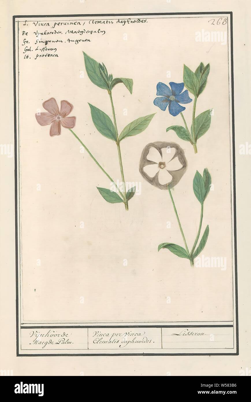 Periwinkle (Vinca) Vijnkoorde Maegde Palm. / Vinca per vinca Clematis daphnoides. / Lisseron (title on object), Periwinkle, in three colors. Numbered top right: 263. Top right the name in five languages. Part of the third album with drawings of flowers and plants. Tenth of twelve albums with drawings of animals, birds and plants known around 1600, commissioned by Emperor Rudolf II. With explanation in Dutch, Latin and French., Anselmus Boetius de Boodt, 1596 - 1610, paper, watercolor (paint), deck paint, chalk, ink, pen, h 246 mm × w 170 mm Stock Photo