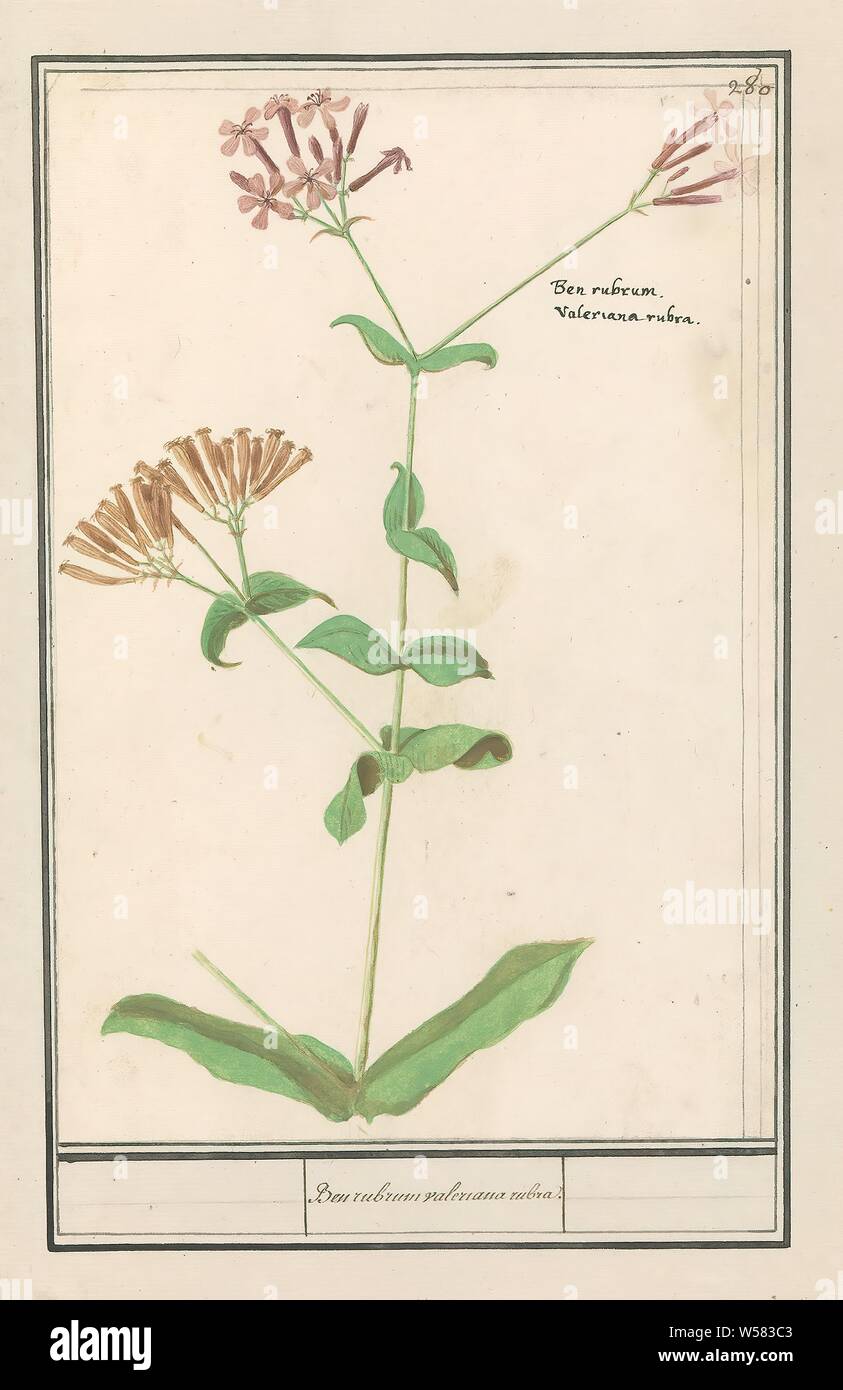 Unknown plant Ben rubrum valeriana rubra. (title on object), Unknown plant with bunches of pink flowers. No valerian. Numbered top right: 280. With the name in Latin. Part of the third album with drawings of flowers and plants. Tenth of twelve albums with drawings of animals, birds and plants known around 1600, commissioned by Emperor Rudolf II. With explanation in Dutch, Latin and French., Flowers, Anselmus Boetius de Boodt, 1596 - 1610, paper, watercolor (paint), deck paint, chalk, ink, pen, h 276 mm × w 184 mm Stock Photo