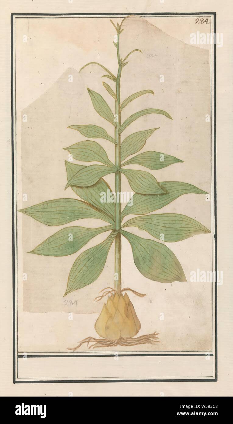 Unknown plant, bulb, stem and leaves of an unknown plant. Numbered top right: 284. Part of the third album with drawings of flowers and plants. Tenth of twelve albums with drawings of animals, birds and plants known around 1600, commissioned by Emperor Rudolf II. With explanations in Dutch, Latin and French., Plants and herbs, Anselmus Boetius de Boodt, 1596 - 1610, paper, watercolor (paint), deck paint, chalk, brush, h 312 mm × w 180 mm Stock Photo