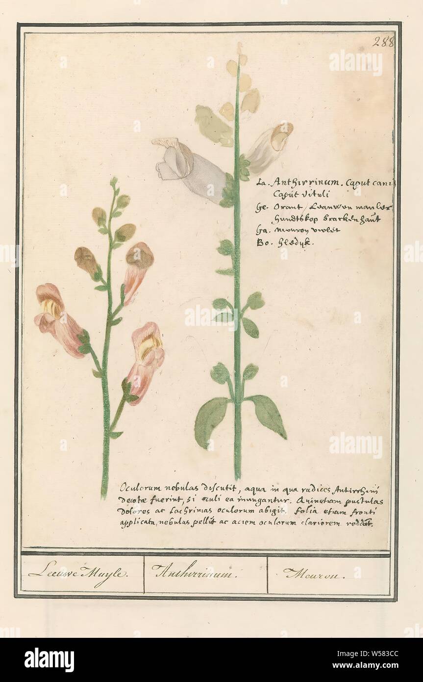 Snapdragon (Antirrhinum) Leeuwe Muyle. / Anthirrinum. / Meuron. (title on object), Snapdragon. Numbered top right: 288. Top left the name in four languages, below a four line inscription in Latin. Part of the third album with drawings of flowers and plants. Tenth of twelve albums with drawings of animals, birds and plants known around 1600, commissioned by Emperor Rudolf II. With explanations in Dutch, Latin and French, Anselmus Boetius de Boodt, 1596 - 1610, paper, watercolor (paint), deck paint, chalk, ink, pen, h 254 mm × w 180 mm Stock Photo