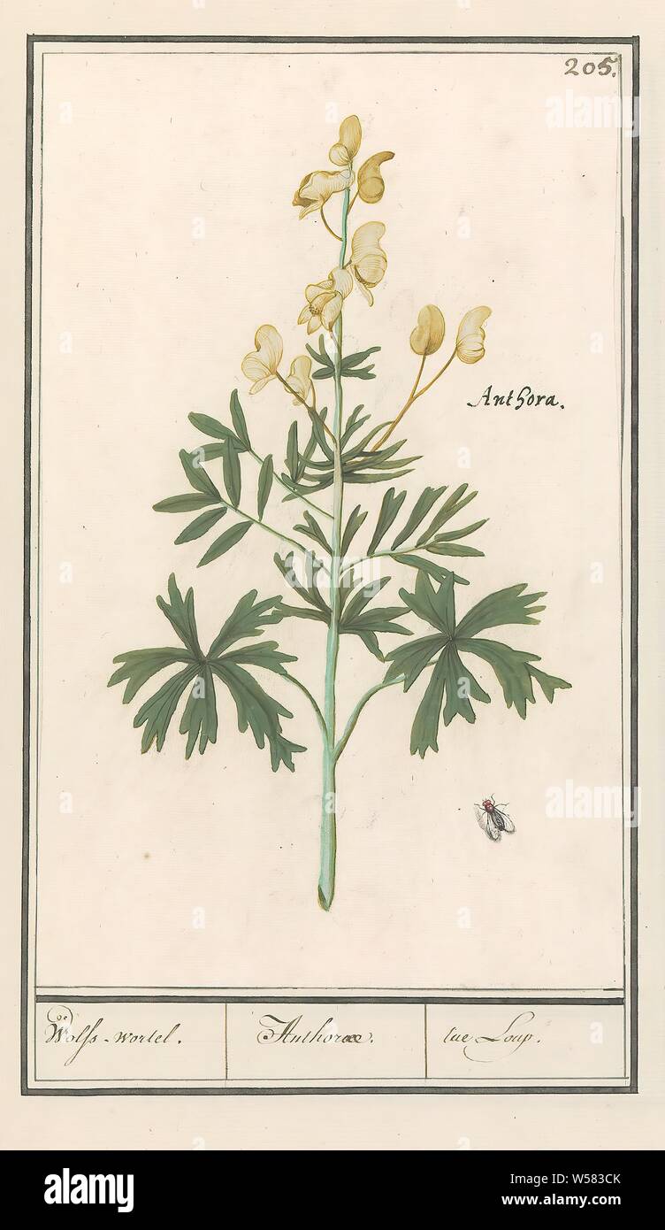 Yellow monk's hood (Aconitum vulparia) Wolf's carrot. / Anthorae. / tae loup. (title on object), Yellow monkshood or wolf's root. Hereby also a fly. Numbered top right: 205. Top right the Latin name. Part of the third album with drawings of flowers and plants. Tenth of twelve albums with drawings of animals, birds and plants known around 1600, commissioned by Emperor Rudolf II. With explanations in Dutch, Latin and French., Flowers (MONKSHOOD), insects: fly, Anselmus Boetius de Boodt, 1596 - 1610, paper, watercolor (paint), deck paint, chalk, ink, pen, h 247 mm × w 155 mm Stock Photo