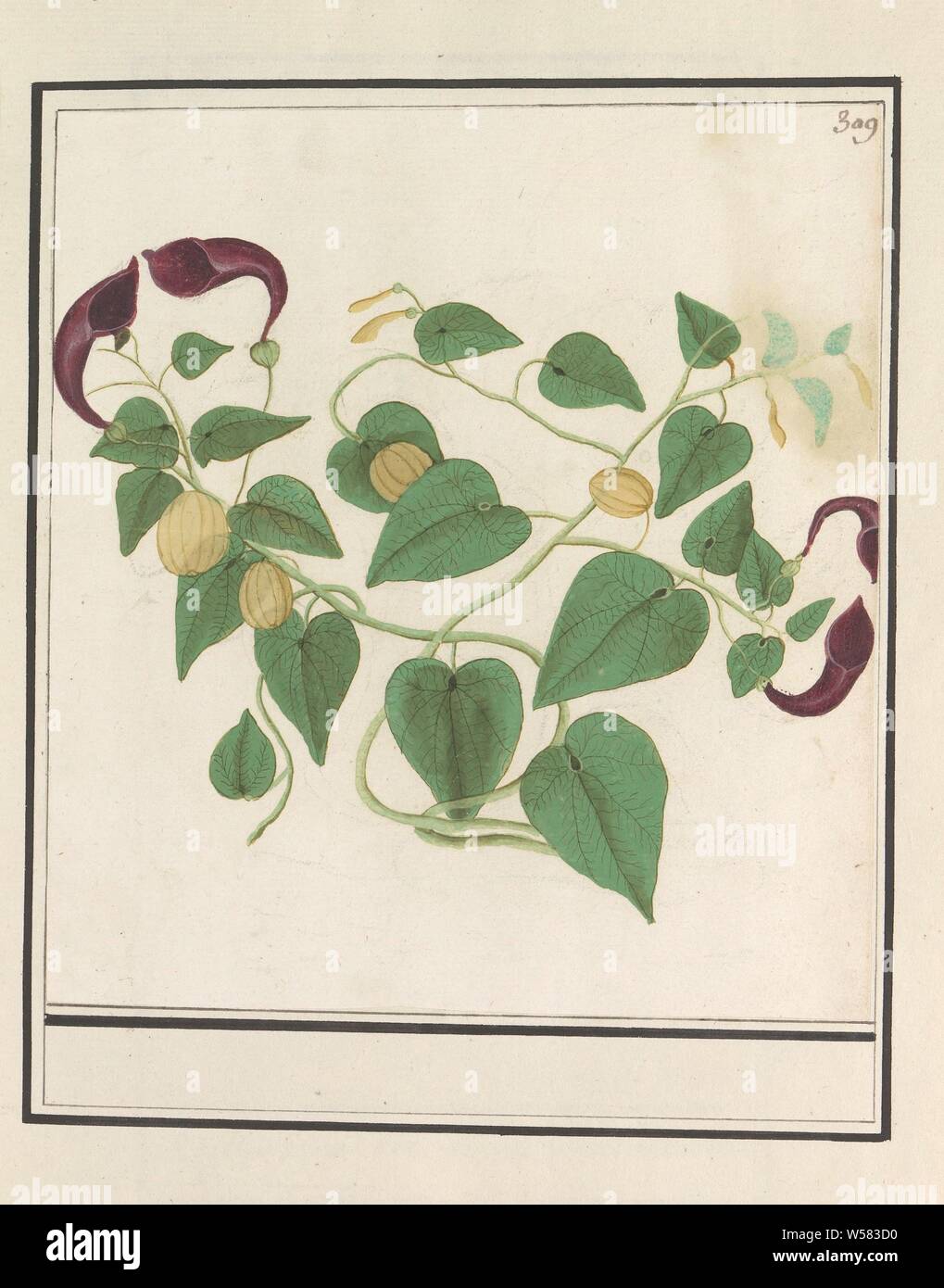 Unknown plant, possibly a plant from the Arum family. Numbered top right: 309. Part of the fourth album with drawings of flowers and mushrooms. Eleventh of twelve albums with drawings of animals, birds and plants known around 1600, commissioned by Emperor Rudolf II. With explanation in Dutch, Latin and French, flowers, Anselmus Boetius de Boodt, 1596 - 1610, paper, watercolor (paint), deck paint, chalk, brush, h 210 mm × w 190 mm Stock Photo