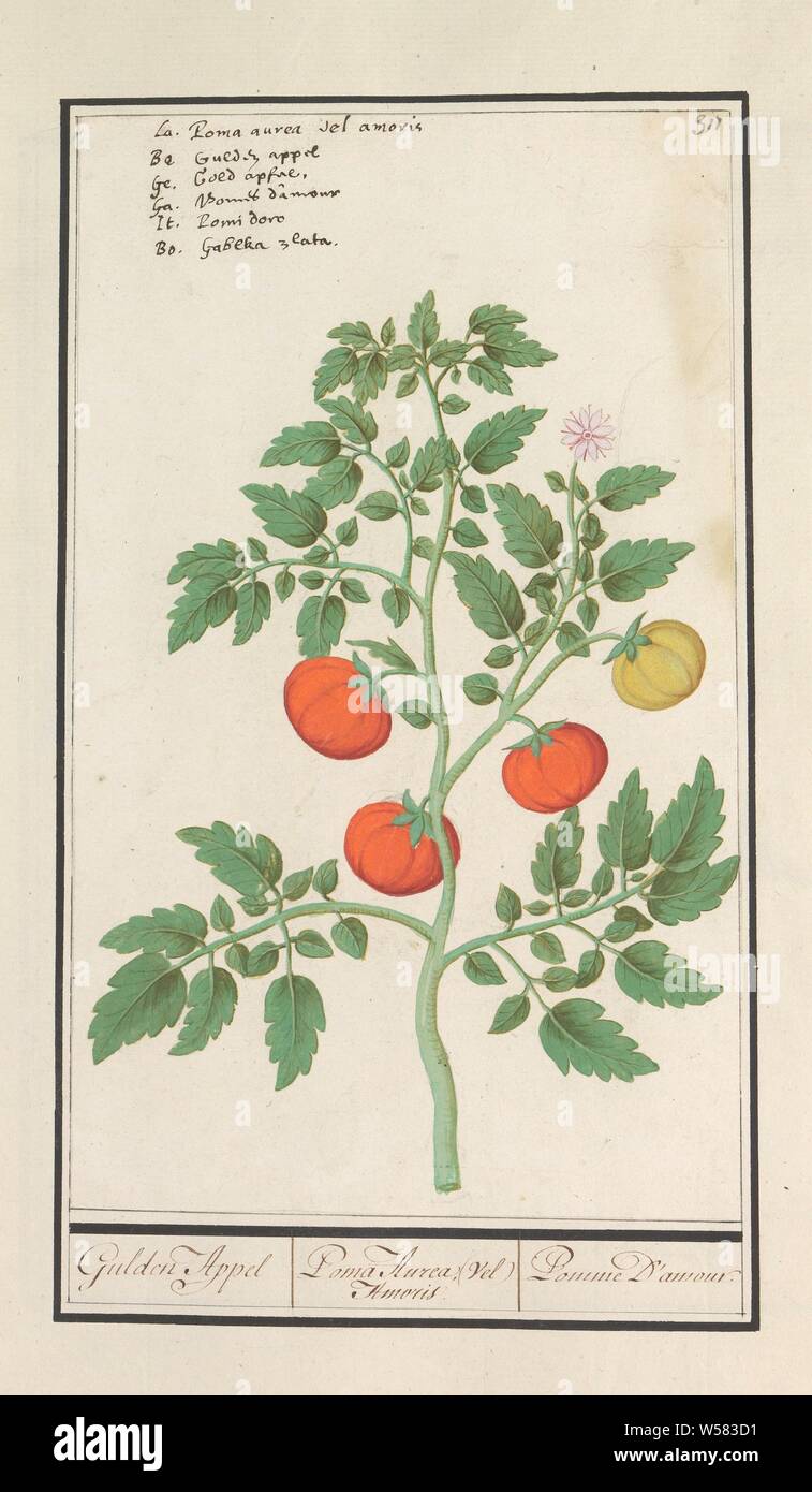 Tomato (Solanum lycopersicum), Gulden Appel / Poma Aurea (Vel) Amoris /  Pomme D'amour. (title on object), Tomato. Numbered top right: 311. Top left  the name in six languages. Part of the fourth