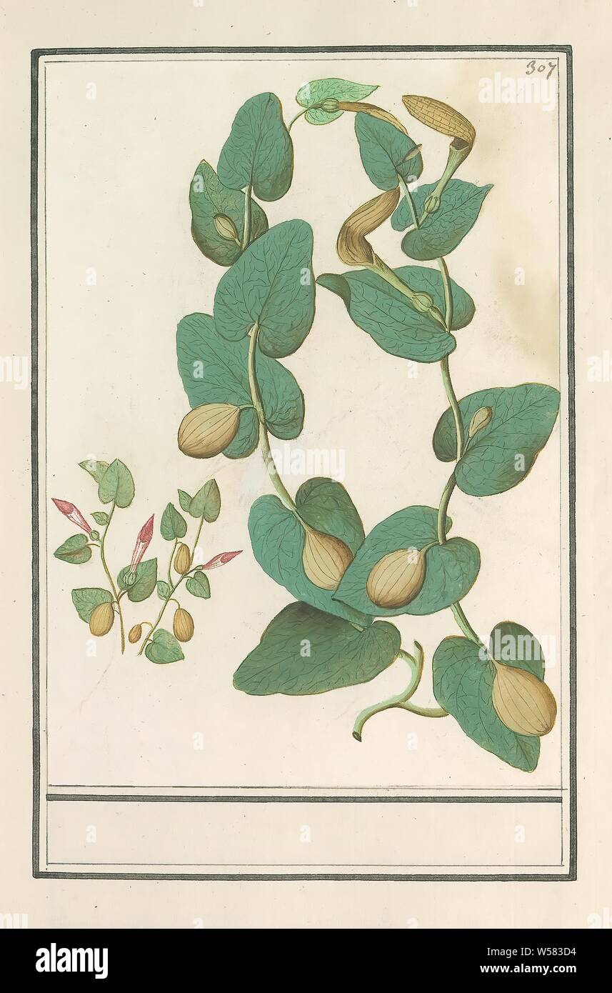Unknown plant, possibly a plant from the Arum family. Numbered top right: 307. Part of the fourth album with drawings of flowers and mushrooms. Eleventh of twelve albums with drawings of animals, birds and plants known around 1600, commissioned by Emperor Rudolf II. With explanations in Dutch, Latin and French, flowers, Anselmus Boetius de Boodt, 1596 - 1610, paper, watercolor (paint), deck paint, chalk, brush, h 247 mm × w 173 mm Stock Photo