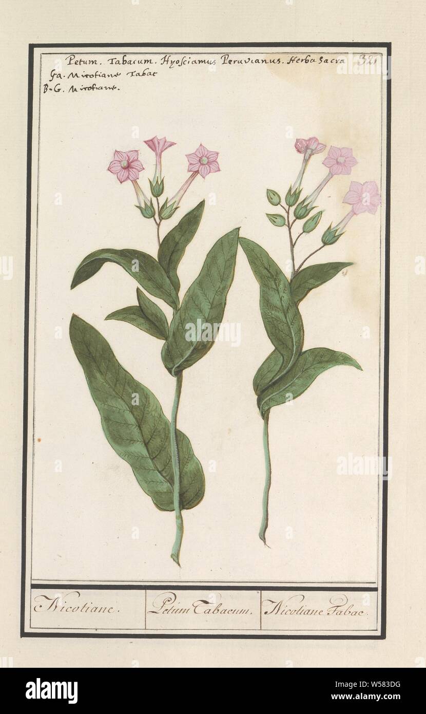 botanical name of tobacco Tobacco plant (Nicotiana tabacum), Nicotiane. / Petum Tabacum. / Nicotiane  Tabac. (title on object), Tobacco plant or tobacco flower. Numbered top  right: 321. At the top the name in three languages. Part