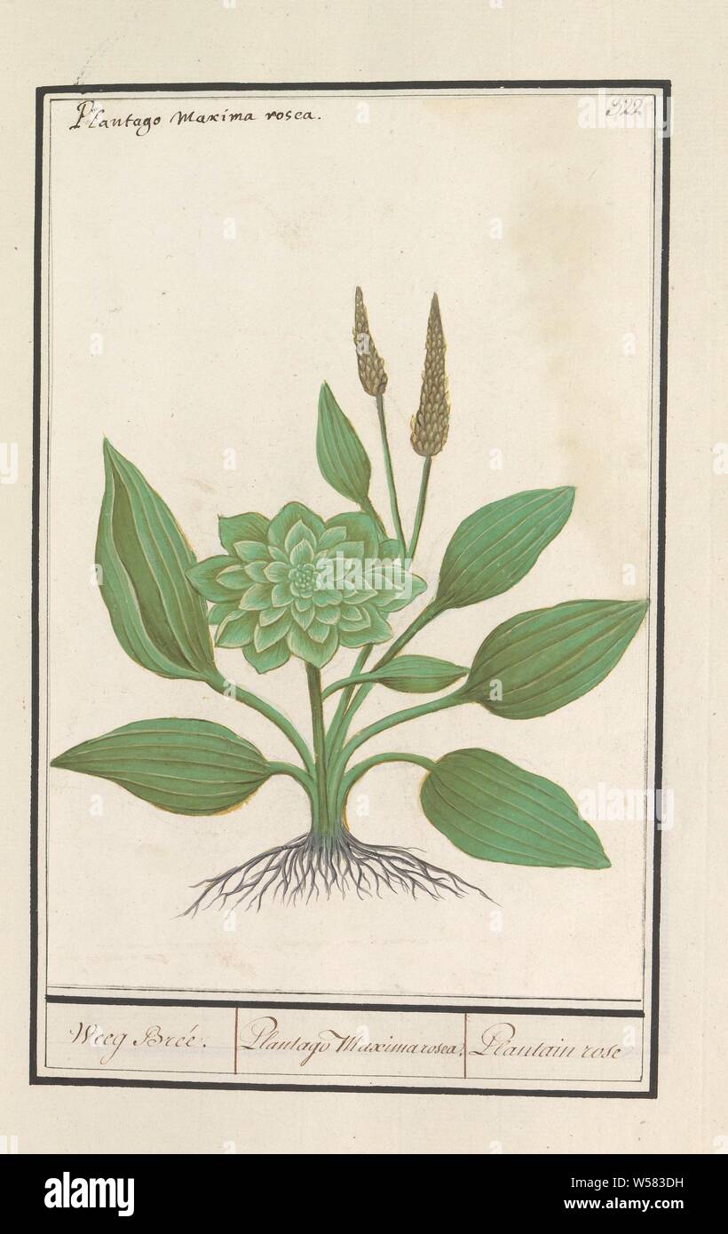 Plantain (Plantago), Weeg Bree. / Plantago Maxima rosea. / Plantain rose (title on object), Plantain. Numbered top right: 322. At the top the Latin name. Part of the fourth album with drawings of flowers and mushrooms. Eleventh of twelve albums with drawings of animals, birds and plants known around 1600, commissioned by Emperor Rudolf II. With an explanation in Dutch, Latin and French, Anselmus Boetius de Boodt, 1596 - 1610, paper, watercolor (paint), deck paint, chalk, ink, pen, h 246 mm × w 163 mm Stock Photo