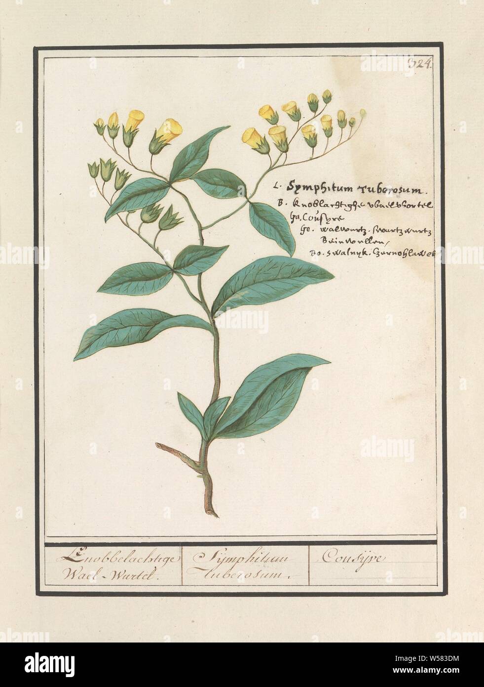 Regular comfrey (Symphytum officinale), Knobbelige Wael-Wurtel. / Sijmphitum Tuberosum. / Consijve (title on object), Comfrey or waltroot. Numbered top right: 324. Right the name in five languages. Part of the fourth album with drawings of flowers and mushrooms. Eleventh of twelve albums with drawings of animals, birds and plants known around 1600, commissioned by Emperor Rudolf II. With explanations in Dutch, Latin and French, Anselmus Boetius de Boodt, 1596 - 1610, paper, watercolor (paint), deck paint, chalk, ink, pen, h 208 mm × w 170 mm Stock Photo