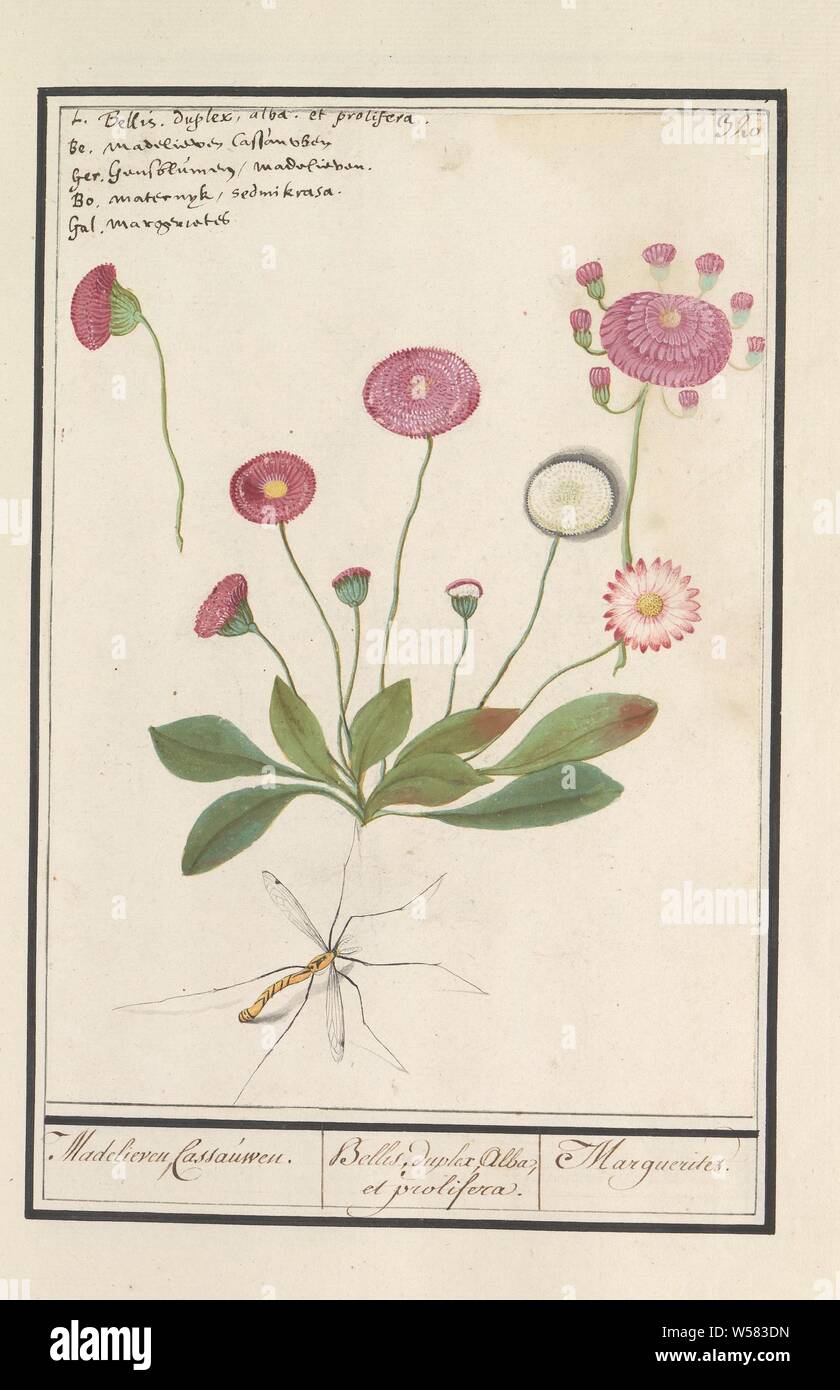 Daisy (Bellis perennis), Daisy, Cassauwen. / Bellis, duplex Alba, et prolifera. / Marguerites. (title on object), Pink daisy with double flowers. With a crane fly. Numbered top right: 320. Top left the name in five languages. Part of the fourth album with drawings of flowers and mushrooms. Eleventh of twelve albums with drawings of animals, birds and plants known around 1600, commissioned by Emperor Rudolf II. With explanation in Dutch, Latin and French, flowers (DAISY), insects (CRANE FLY), Anselmus Boetius de Boodt, 1596 - 1610, paper, watercolor (paint), deck paint, chalk, ink, pen, h 240 Stock Photo