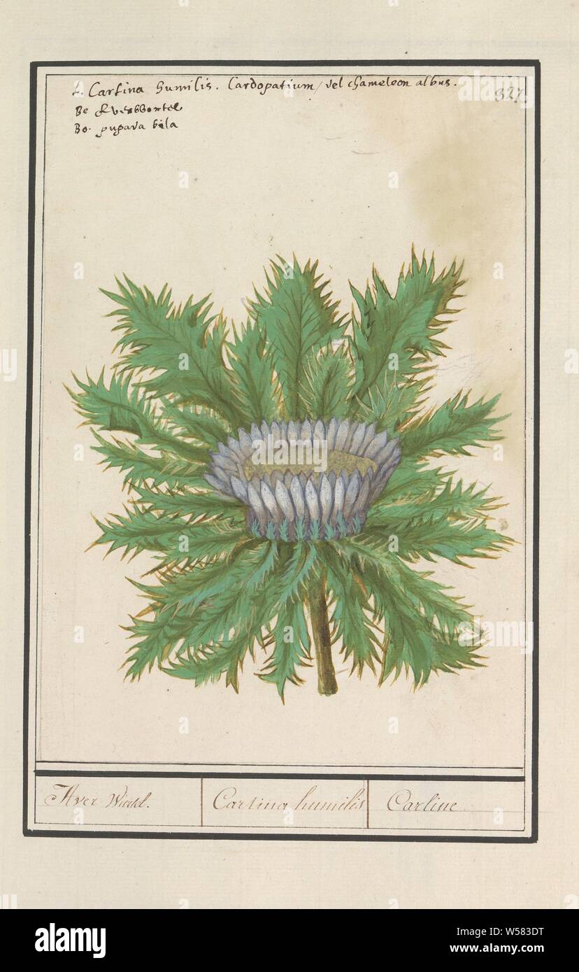 Three thistle (Carlina vulgaris), Aver wurtel. / Cartina Humilis / Carline (title on object), Three Thistle. Numbered top right: 327. At the top the name in three languages. Part of the fourth album with drawings of flowers and mushrooms. Eleventh of twelve albums with drawings of animals, birds and plants known around 1600, commissioned by Emperor Rudolf II. With explanations in Dutch, Latin and French, Anselmus Boetius de Boodt, 1596 - 1610, paper, watercolor (paint), deck paint, chalk, ink, pen, h 235 mm × w 165 mm Stock Photo