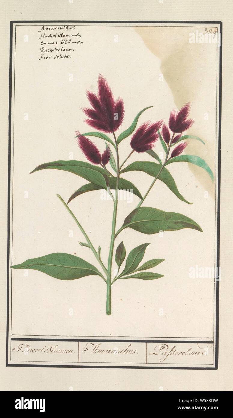 Amaranth (Amaranthus), Velvet Flowers. / Amaranthus. / Passevelours. (title  on object), Amaranth. Numbered top right: 329. Top left the name in five  languages. Part of the fourth album with drawings of flowers