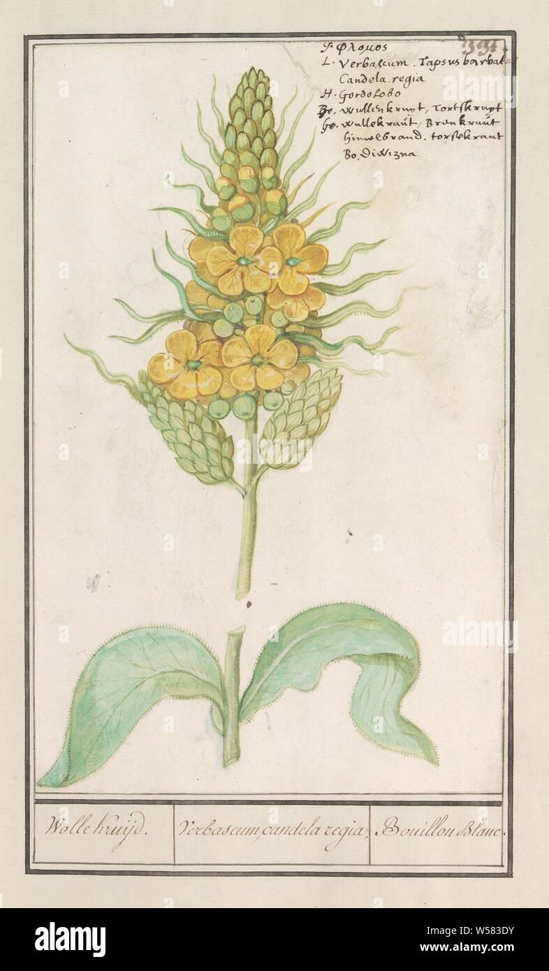 Royal candle (Verbascum thapsus), Wolle Kruijd. / Verbascum, candela regia. / Bouillon blanc (title on object), King's candle, or cloud. Numbered top right: 331. Also the name in six languages. Part of the fourth album with drawings of flowers and mushrooms. Eleventh of twelve albums with drawings of animals, birds and plants known around 1600, commissioned by Emperor Rudolf II. With explanation in Dutch, Latin and French, Anselmus Boetius de Boodt, 1596 - 1610, paper, watercolor (paint), deck paint, chalk, ink, pen, h 270 mm × w 166 mm Stock Photo