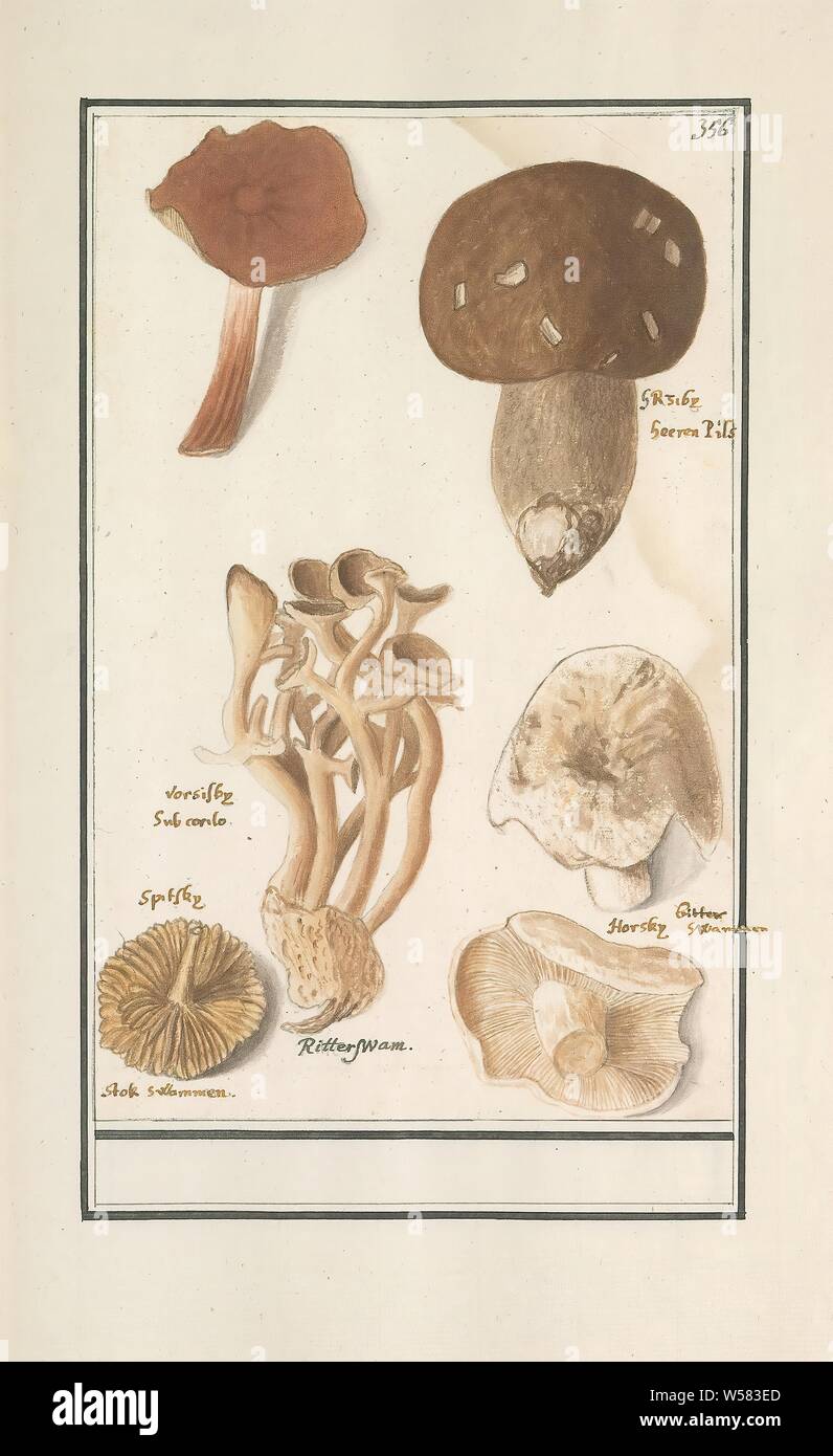 Mushrooms, Leaf with about five different mushrooms. Numbered top right: 356. The Latin name was placed on a few. Part of the fourth album with drawings of flowers and mushrooms. Eleventh of twelve albums with drawings of animals, birds and plants known around 1600, commissioned by Emperor Rudolf II. With explanation in Dutch, Latin and French, mushrooms, Anselmus Boetius de Boodt, 1596 - 1610, paper, watercolor (paint), deck paint, chalk, ink, pen, h 271 mm × w 172 mm Stock Photo