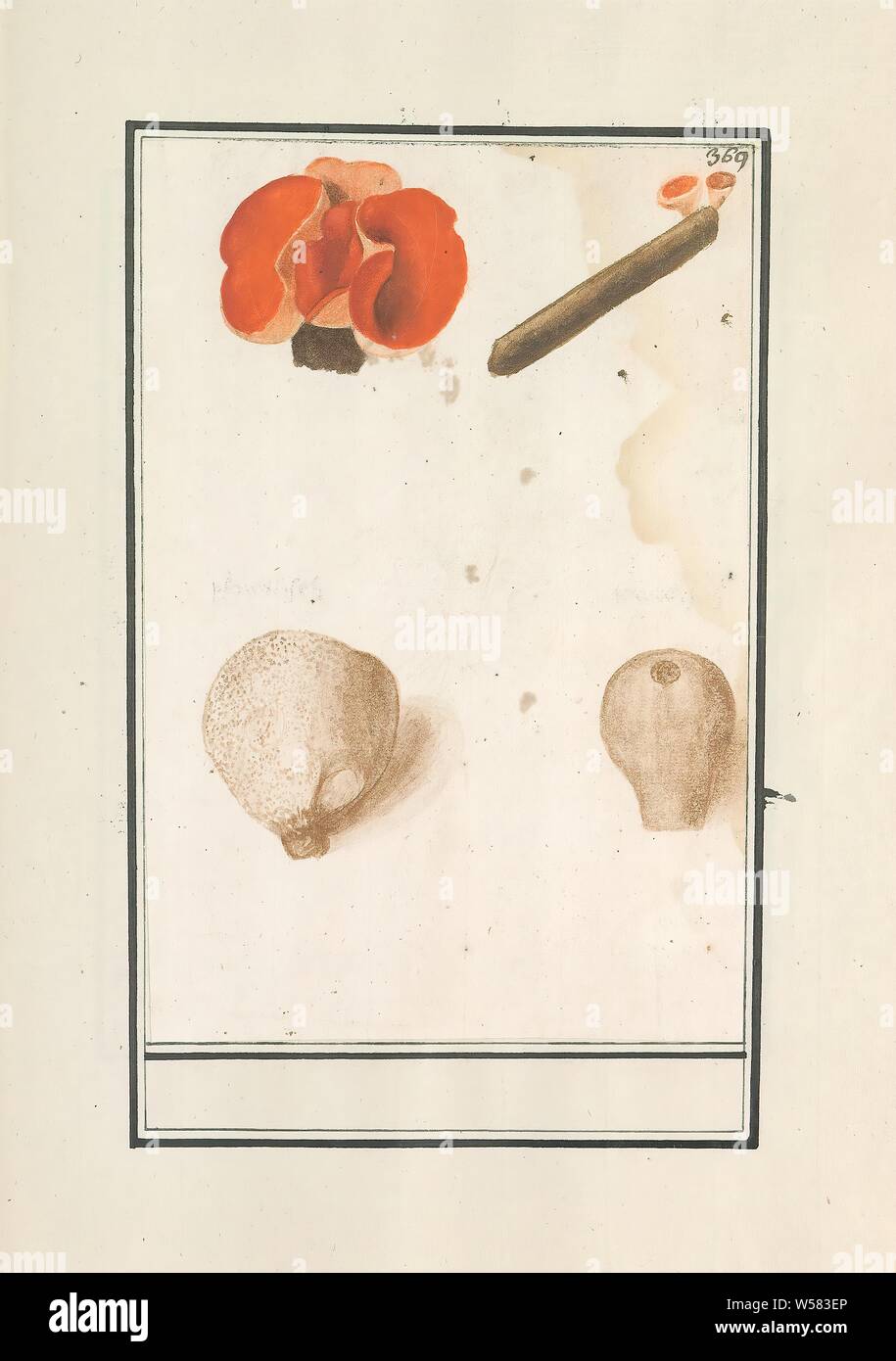 Bovist and red cup mushroom (Sarcoscypha coccinea), Bovist and red cup mushroom. Numbered top right: 369. Part of the fourth album with drawings of flowers and mushrooms. Eleventh of twelve albums with drawings of animals, birds and plants known around 1600, commissioned by Emperor Rudolf II. With explanation in Dutch, Latin and French, mushrooms, Anselmus Boetius de Boodt, 1596 - 1610, paper, watercolor (paint), deck paint, chalk, brush, h 229 mm × w 152 mm Stock Photo