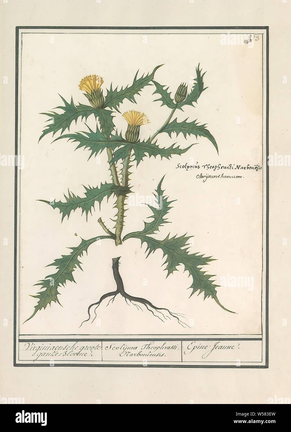 Yellow thistle (Scolymus hispanicus), Virginia large geese Bloeme. / Scolijnus Theophrasti Narboniensis. / Epine Jeaune. (title on object), Yellow thistle. Numbered top right: 373. Right the Latin name. Part of the fourth album with drawings of flowers and mushrooms. Eleventh of twelve albums with drawings of animals, birds and plants known around 1600, commissioned by Emperor Rudolf II. With explanations in Dutch, Latin and French, plants and herbs: thistle, Anselmus Boetius de Boodt, 1596 - 1610, paper, watercolor (paint), deck paint, chalk, pen, h 243 mm × w 196 mm Stock Photo