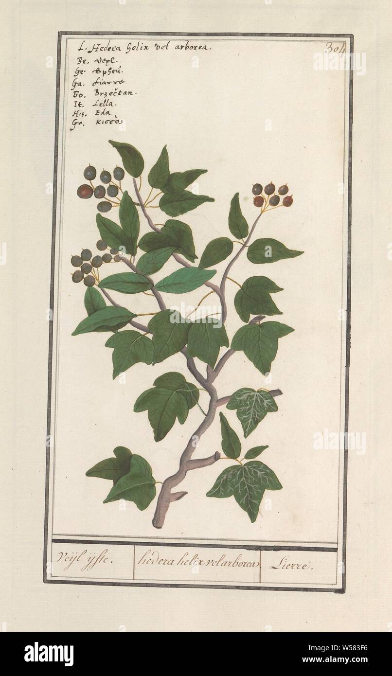Ivy (Hedera helix), Veijl. / hedera helix velarborea / Lierre. (title on object), Hedera. Numbered top right: 304. Top left the name in eight languages. Part of the fourth album with drawings of flowers and mushrooms. Eleventh of twelve albums with drawings of animals, birds and plants known around 1600, commissioned by Emperor Rudolf II. With explanations in Dutch, Latin and French, plants and herbs: ivy, Anselmus Boetius de Boodt, 1596 - 1610, paper, watercolor (paint), deck paint, chalk, ink, pen, h 270 mm × w 152 mm Stock Photo