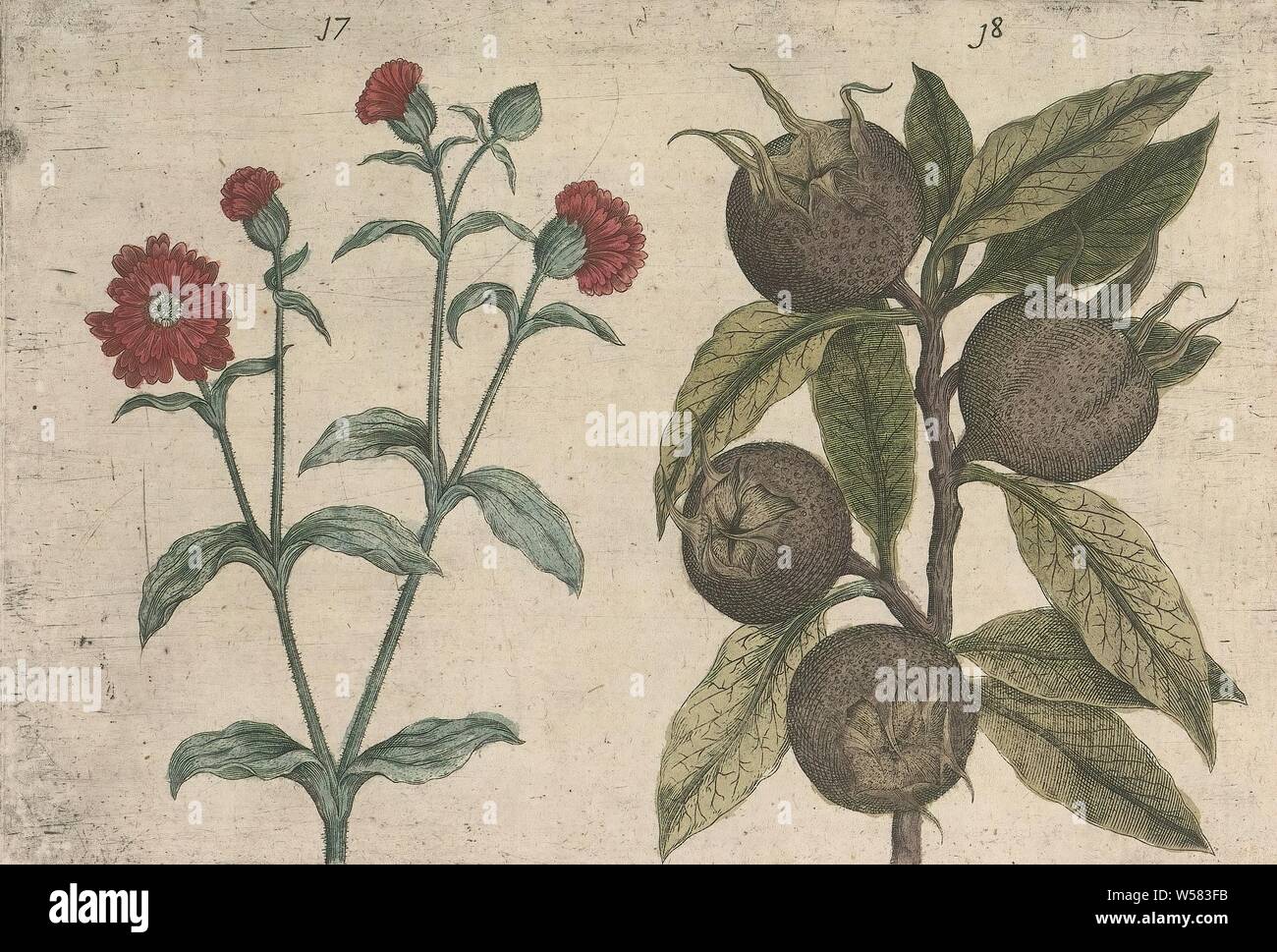 Day cuckoo flower (Silene dioica) and medlar (Mespilus germanica), Day cuckoo flower and medlar. FIGs. 17 and 18 on a sheet hand numbered 10. In: Anselmi Boetii de Boot I.C. Brugensis & Rodolphi II. Imp. Novel. medici a cubiculis Florum, Herbarum, ac fructuum selectiorum icones, & vires pleraeque hactenus ignotæ. Part of the album with sheets and plates from De Boodts herbarium from 1640. The twelfth of twelve albums with watercolors of animals, birds and plants known around 1600, commissioned by Emperor Rudolf II, anonymous, 1604 - 1632 and/or 1640, paper, ink, watercolor (paint), engraving Stock Photo