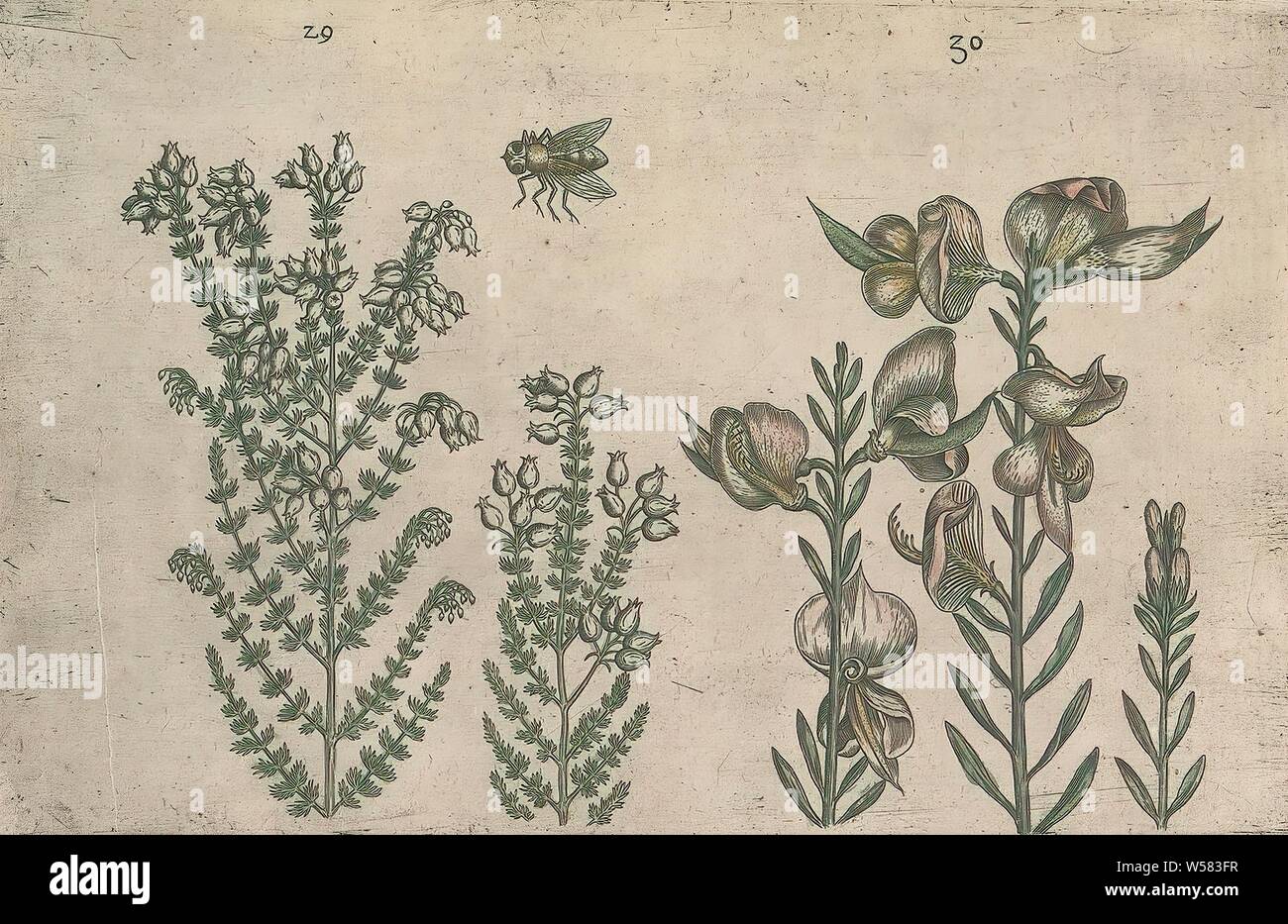 Heath (Erica tetralix) and broom bush (Spartium junceum), Heath and broom bush (or broom). With a bee. FIGs. 29 and 30 on a sheet numbered by hand 16. In: Anselmi Boetii de Boot I.C. Brugensis & Rodolphi II. Imp. Novel. medici a cubiculis Florum, Herbarum, ac fructuum selectiorum icones, & vires pleraeque hactenus ignotæ. Part of the album with sheets and plates from De Boodts herbarium from 1640. The twelfth of twelve albums with watercolors of animals, birds and plants known around 1600, commissioned by Emperor Rudolf II, anonymous, 1604 - 1632 and/or 1640, paper, ink, watercolor (paint Stock Photo