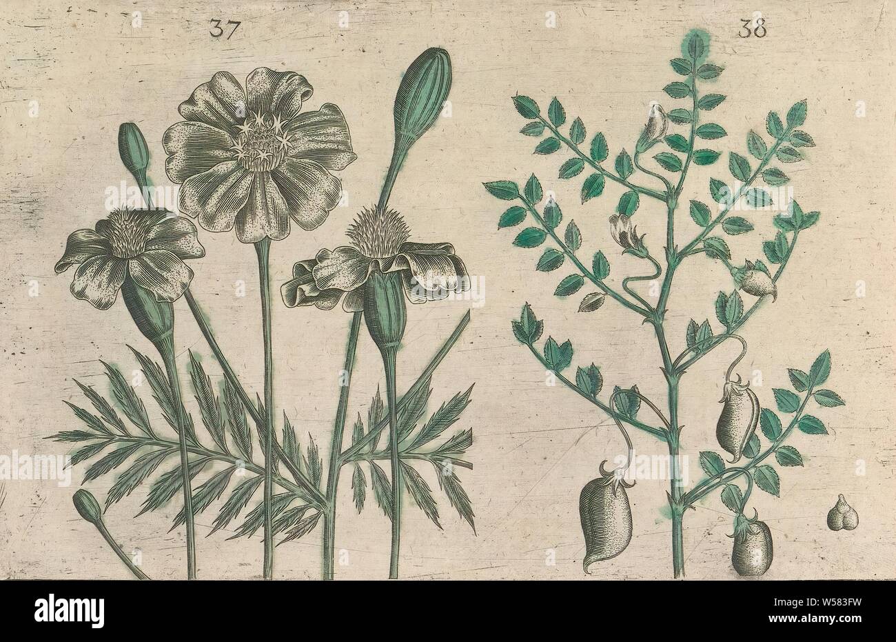 Tagetes patula and chickpea (Cicer arietinum), tagetes and chickpea. FIGs. 37 and 38 on a leaf numbered by hand 20. In: Anselmi Boetii de Boot I.C. Brugensis & Rodolphi II. Imp. Novel. medici a cubiculis Florum, Herbarum, ac fructuum selectiorum icones, & vires pleraeque hactenus ignotæ. Part of the album with sheets and plates from De Boodt's herbarium from 1640. The twelfth of twelve albums with watercolors of animals, birds and plants known around 1600, commissioned by emperor Rudolf II, flowers (with NAME), anonymous, 1604 - 1632 and/or 1640, paper, ink, watercolor (paint), engraving Stock Photo
