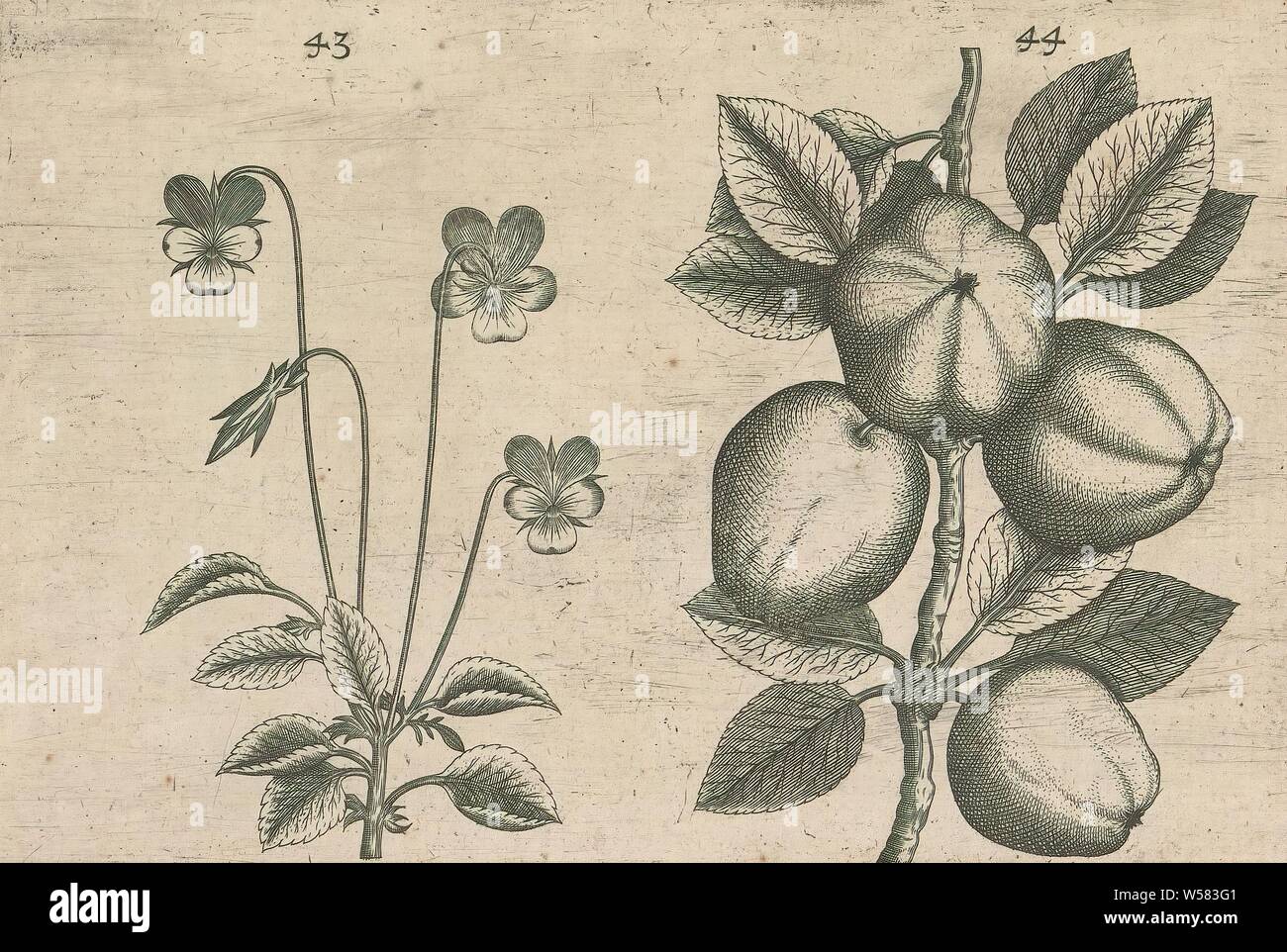 Tricolor violet (Viola tricolor) and apple (Malus pumila), Tricolor violet and apple. FIGs. 43 and 44 on a sheet hand numbered 23. In: Anselmi Boetii de Boot I.C. Brugensis & Rodolphi II. Imp. Novel. medici a cubiculis Florum, Herbarum, ac fructuum selectiorum icones, & vires pleraeque hactenus ignotæ. Part of the album with sheets and plates from De Boodt's herbarium from 1640. The twelfth of twelve albums with watercolors of animals, birds and plants known around 1600, commissioned by Emperor Rudolf II, fruits: apple, flowers: violet, anonymous, 1604 - 1632 and/or 1640, paper, ink Stock Photo