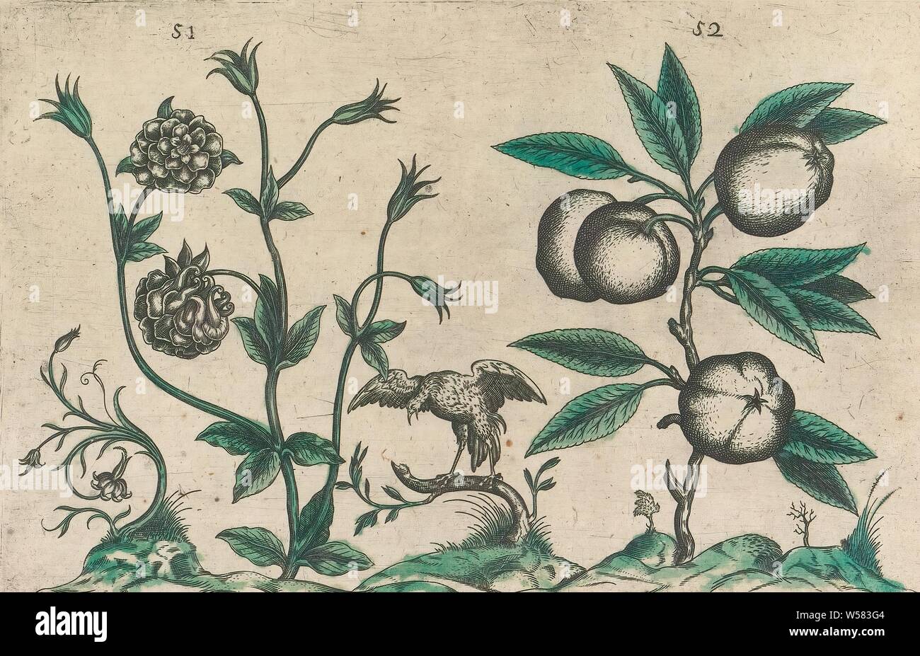 Double Columbine (Aquilegia vulgaris) and apple (Malus pumila), Double Columbine and apple. With a bird and some ornamental plants. FIGs. 51 and 52 on a sheet hand numbered 26. In: Anselmi Boetii de Boot I.C. Brugensis, anonymous, 1604 - 1632 and/or 1640, paper, ink, watercolor (paint), engraving, h 135 mm × w 205 mm h 160 mm × w 230 mm Stock Photo