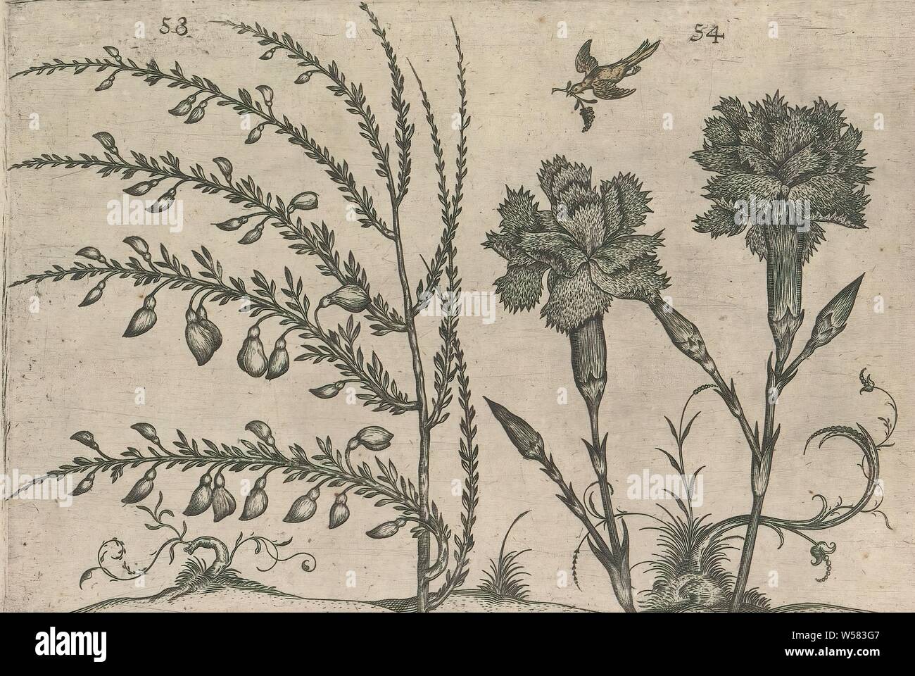 Garden carnation (Dianthus caryophyllus) and broom (Cytisus scoparius), Garden carnation and broom. With a bird and some ornamental plants. FIGs. 53 and 54 hand-numbered 27. On: Anselmi Boetii de Boot I.C. Brugensis & Rodolphi II. Imp. Novel. medici a cubiculis Florum, Herbarum, ac fructuum selectiorum icones, & vires pleraeque hactenus ignotæ. Part of the album with sheets and plates from De Boodts herbarium from 1640. The twelfth of twelve albums with watercolors of animals, birds and plants known around 1600, commissioned by Emperor Rudolf II, flowers (with NAME), flowers: carnation birds Stock Photo