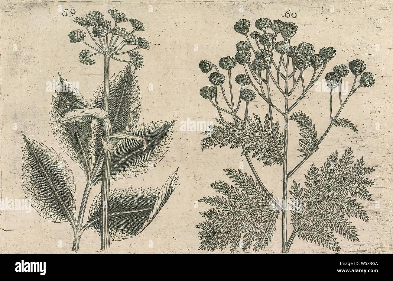 Hart root (Seseli libanotis) and tansy (Tanacetum vulgare), Hart root and tansy FIGs. 59 and 60 on a sheet hand numbered 30. In: Anselmi Boetii de Boot I.C. Brugensis & Rodolphi II. Imp. Novel. medici a cubiculis Florum, Herbarum, ac fructuum selectiorum icones, & vires pleraeque hactenus ignotæ. Part of the album with sheets and plates from De Boodts herbarium from 1640. The twelfth of twelve albums with watercolors of animals, birds and plants known around 1600, commissioned by Emperor Rudolf II, anonymous, 1604 - 1632 and/or 1640, paper, ink, watercolor (paint), engraving, h 135 mm × w Stock Photo
