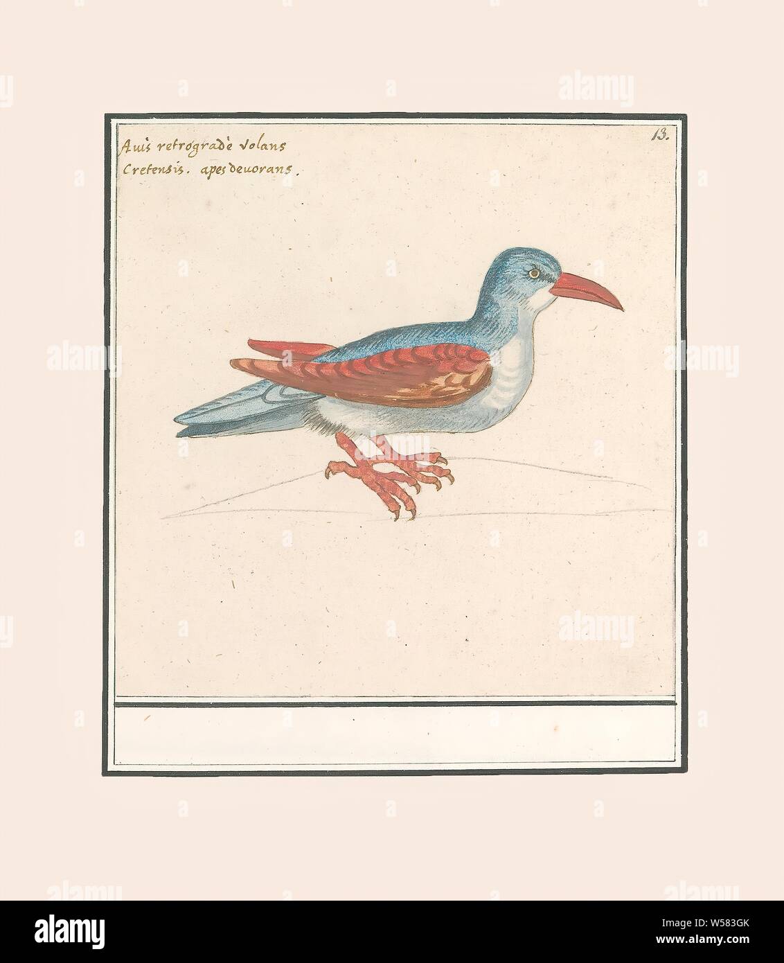 Unknown bird, possibly a bee-eater. Numbered top right: 13. Top left a two-line annotation in Latin. Part of the third album with drawings of birds. Fifth of twelve albums with drawings of animals, birds and plants known around 1600, commissioned by Emperor Rudolf II. With explanations in Dutch, Latin and French, birds, Anselmus Boetius de Boodt, 1596 - 1610, paper, watercolor (paint), deck paint, pencil, chalk, ink, pen, h 175 mm × w 172 mm Stock Photo