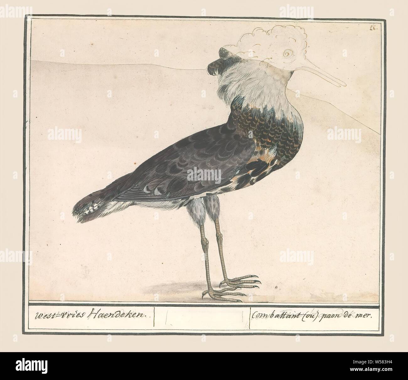 Ruff Philomachus Pugnax West Vries Haendeken Combattant Ou Paon De Mer Title On Object Ruff Numbered Top Right 28 Part Of The Third Album With Drawings Of Birds Fifth Of Twelve Albums