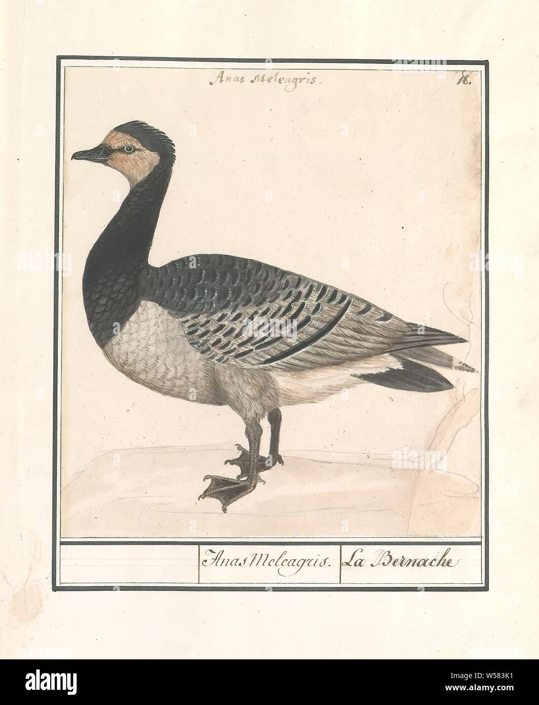 Barnacle Goose (Branta leucopsis), Anas Meleagris. / La Bernache (title on object), Barnacle Goose. Numbered top right: 18. At the top the Latin name. Part of the third album with drawings of birds. Fifth of twelve albums with drawings of animals, birds and plants known around 1600, commissioned by Emperor Rudolf II. With explanation in Dutch, Latin and French, Anselmus Boetius de Boodt, 1596 - 1610, paper, watercolor (paint), deck paint, pencil, chalk, ink, pen, h 208 mm × w 185 mm Stock Photo