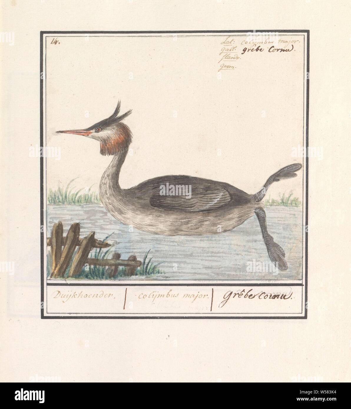 Grebe (Podiceps cristatus), Duijkhoender. / colijmbus major. / grêbe cornu. (title on object), Grebe. Numbered top left: 14. Top right the Latin and French name. Part of the third album with drawings of birds. Fifth of twelve albums with drawings of animals, birds and plants known around 1600, commissioned by Emperor Rudolf II. With explanation in Dutch, Latin and French, Anselmus Boetius de Boodt, 1596 - 1610, paper, watercolor (paint), deck paint, pencil, chalk, ink, pen, h 164 mm × w 171 mm Stock Photo