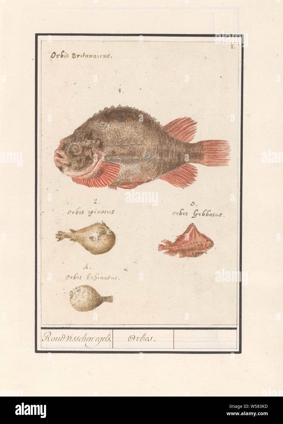 Puffer fish (Tetraodontidae), Around fishing hedgehogs. / Orbes (title on  object), Puffer fish 1-4. Numbered top right: 8. With the Latin names. Part  of the sixth album with drawings of fish, shells
