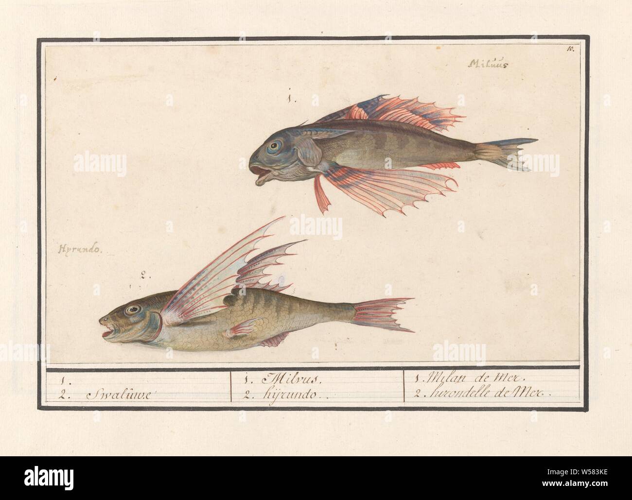 Red gurnard (Chelidonichthys lucerna) and flying fish (Exocoetidae), 1. 2. Swaluwe / 1. Milvus 2. hyrundo. / 1. Milan de mer 2. hirondelle de Mer (title on object), Red Gurnard and a flying fish. Numbered top right: 10. With the Latin names. Part of the sixth album with drawings of fish, shells and insects. Sixth of twelve albums with drawings of animals, birds and plants known around 1600, commissioned by Emperor Rudolf II. With explanations in Dutch, Latin and French, bony fishes (with NAME), Anselmus Boetius de Boodt, 1596 - 1610, paper, pencil, chalk, watercolor (paint), deck paint, ink Stock Photo