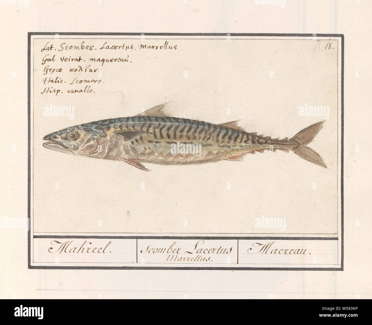 Mackerel (Scomber scombrus), Mackerel. / Scomber Lacertus Marrellus. / Macreau. (title on object), Mackerel. Numbered top right: 18. Top left the name in five languages. Part of the sixth album with drawings of fish, shells and insects. Sixth of twelve albums with drawings of animals, birds and plants known around 1600, commissioned by Emperor Rudolf II. With explanations in Dutch, Latin and French, bony fishes: mackerel, Anselmus Boetius de Boodt, 1596 - 1610, paper, pencil, chalk, watercolor (paint), ink, pen, h 126 mm × w 197 mm Stock Photo